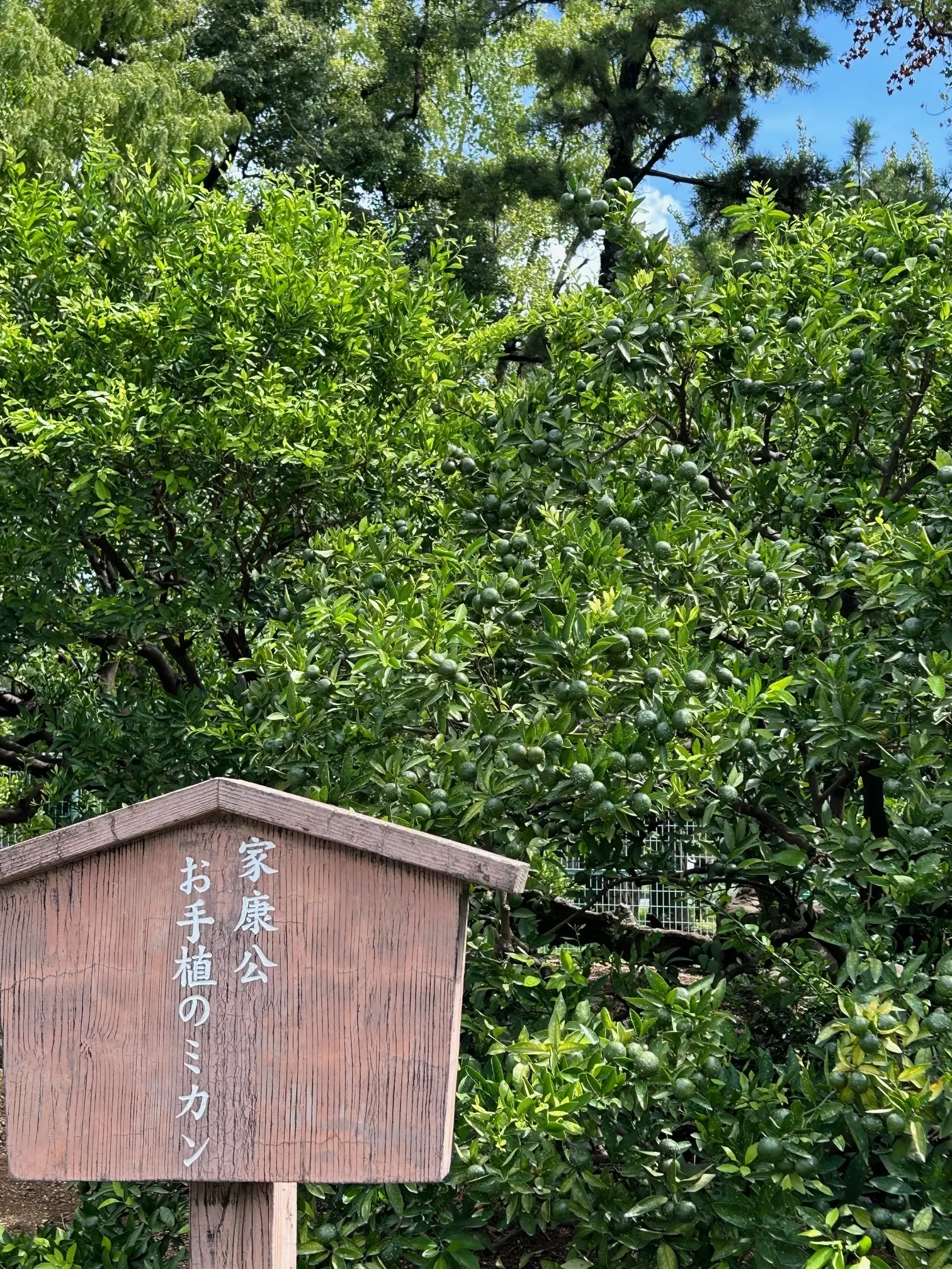 家康公手植えのミカン