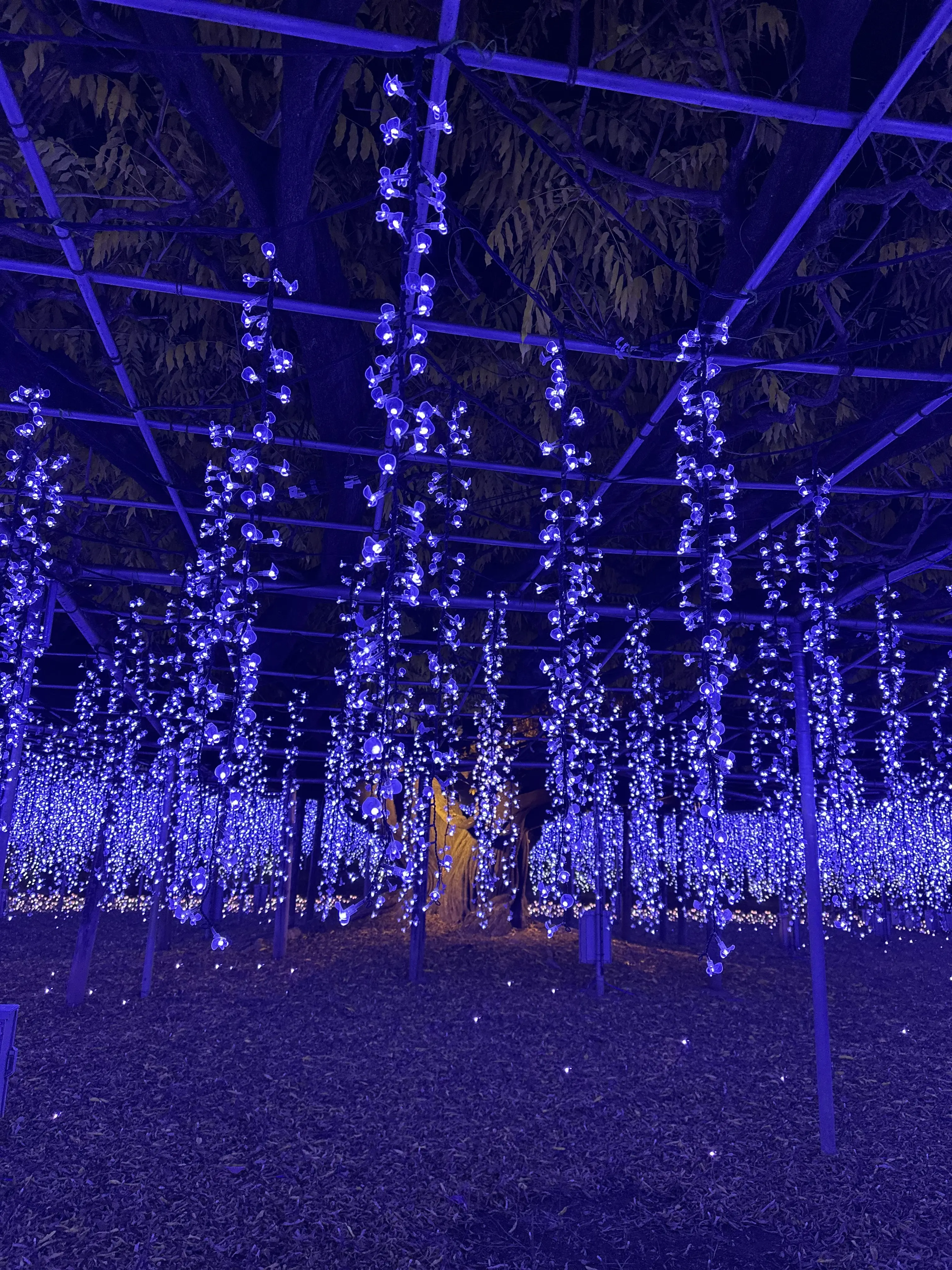 ため息が出るほど綺麗なあしかかフラワーパークへ_1_4