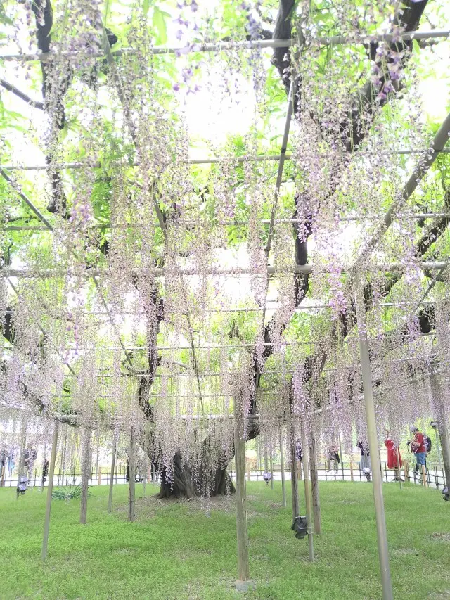 藤の花からバラへ❀フラワーパークを楽しむ_1_15