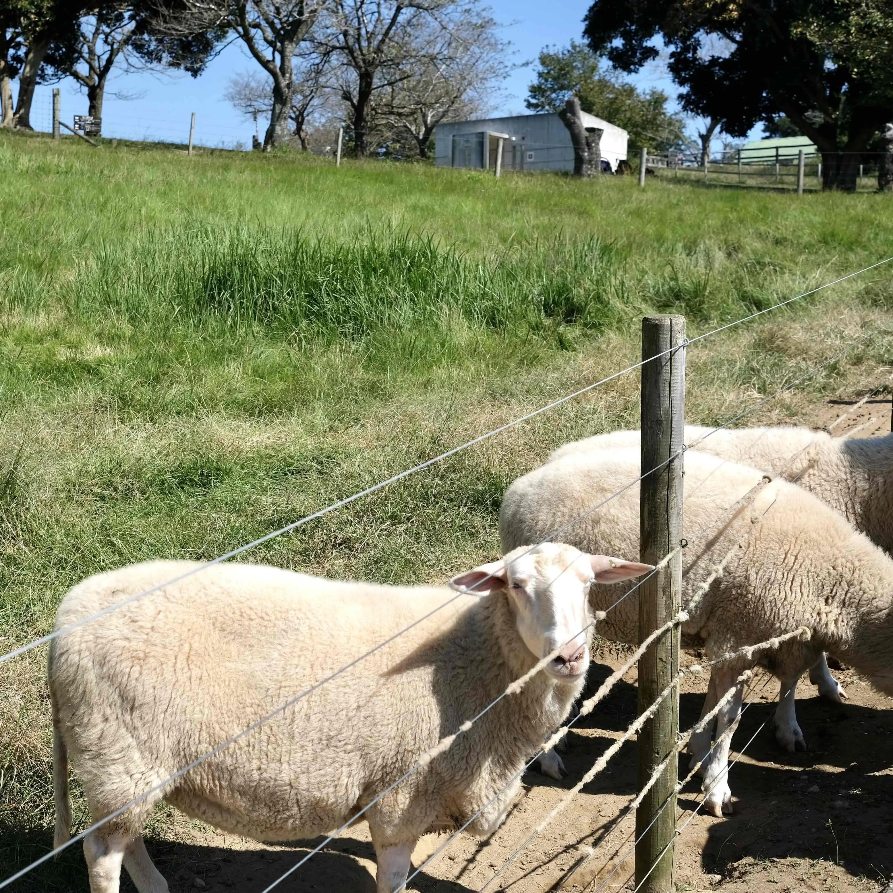 千葉県の「マザー牧場」内の羊たち