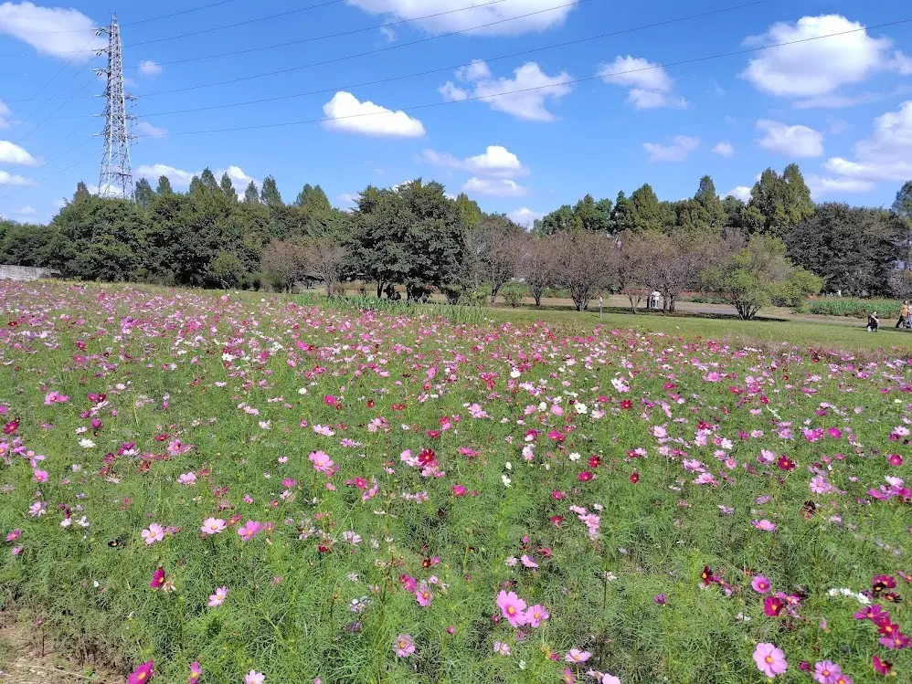 ふらり、コキアの小径へ_1_4-1