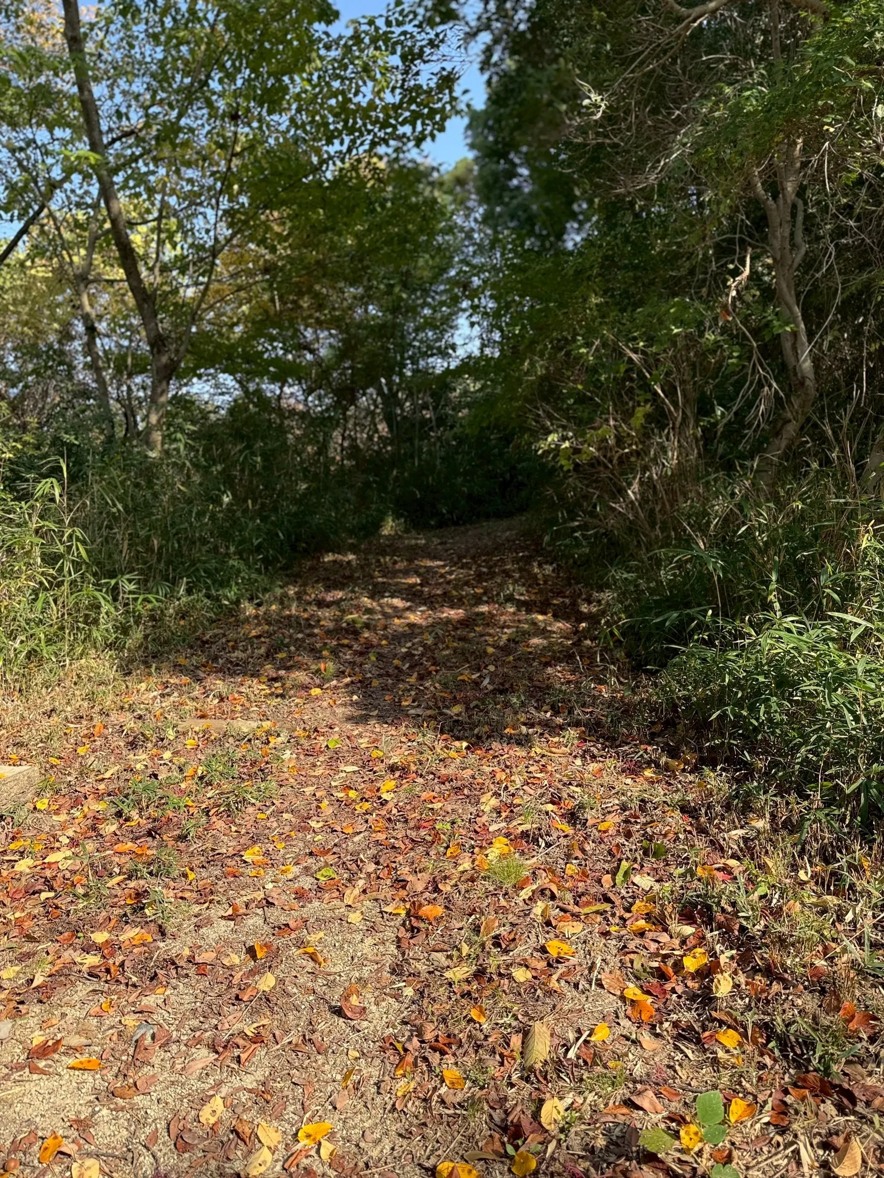 大阪　奈良　生駒山　生駒山上　摩波楽茶屋　インドネシア　インドネシア料理　宝山寺　生駒山上遊園地　幾世屋　和菓子　山登り　トレッキング　ハイキング　山歩き　秋散歩