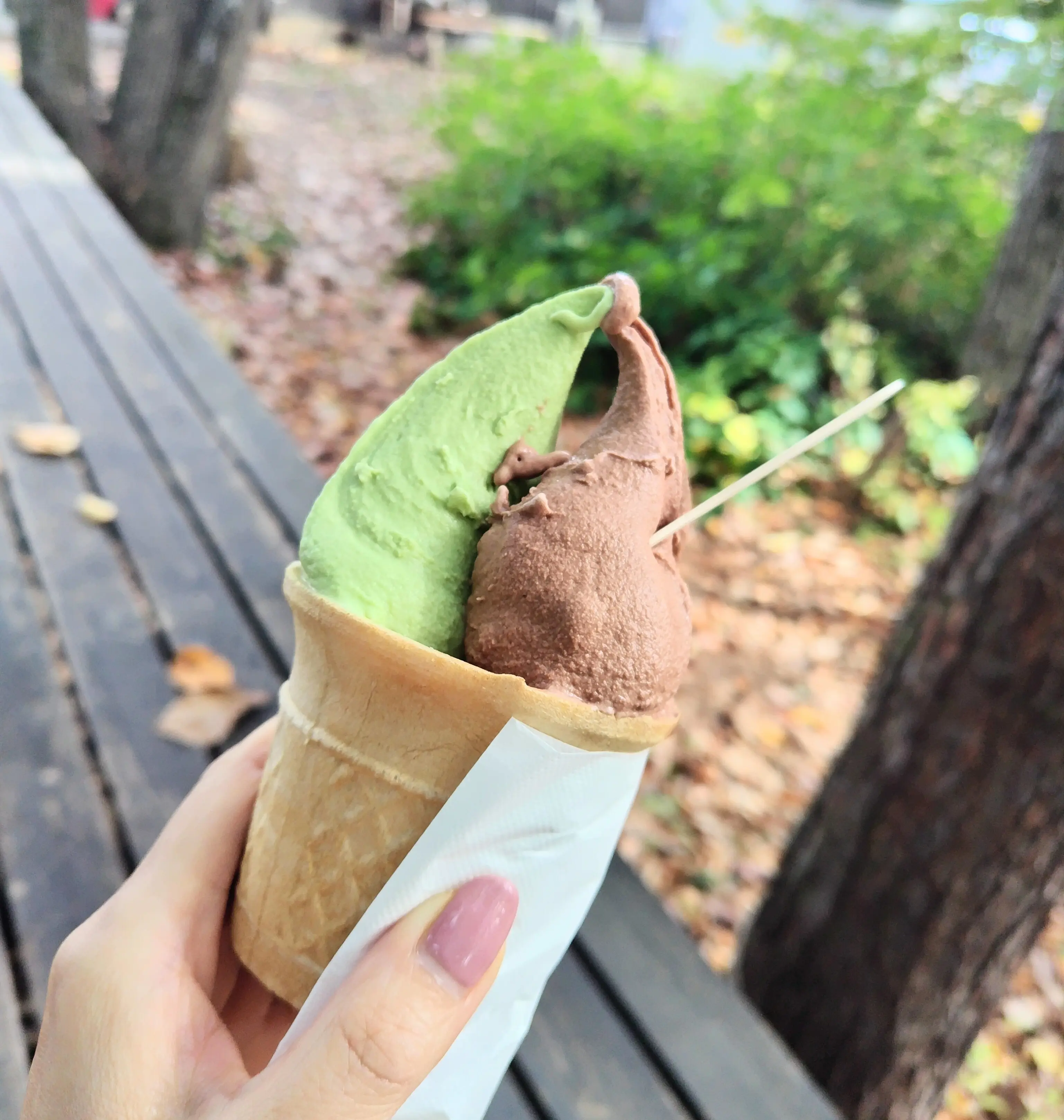 手づくりアイスクリーム牧舎　松ぼっくり　抹茶　チョコレート　ジェラート