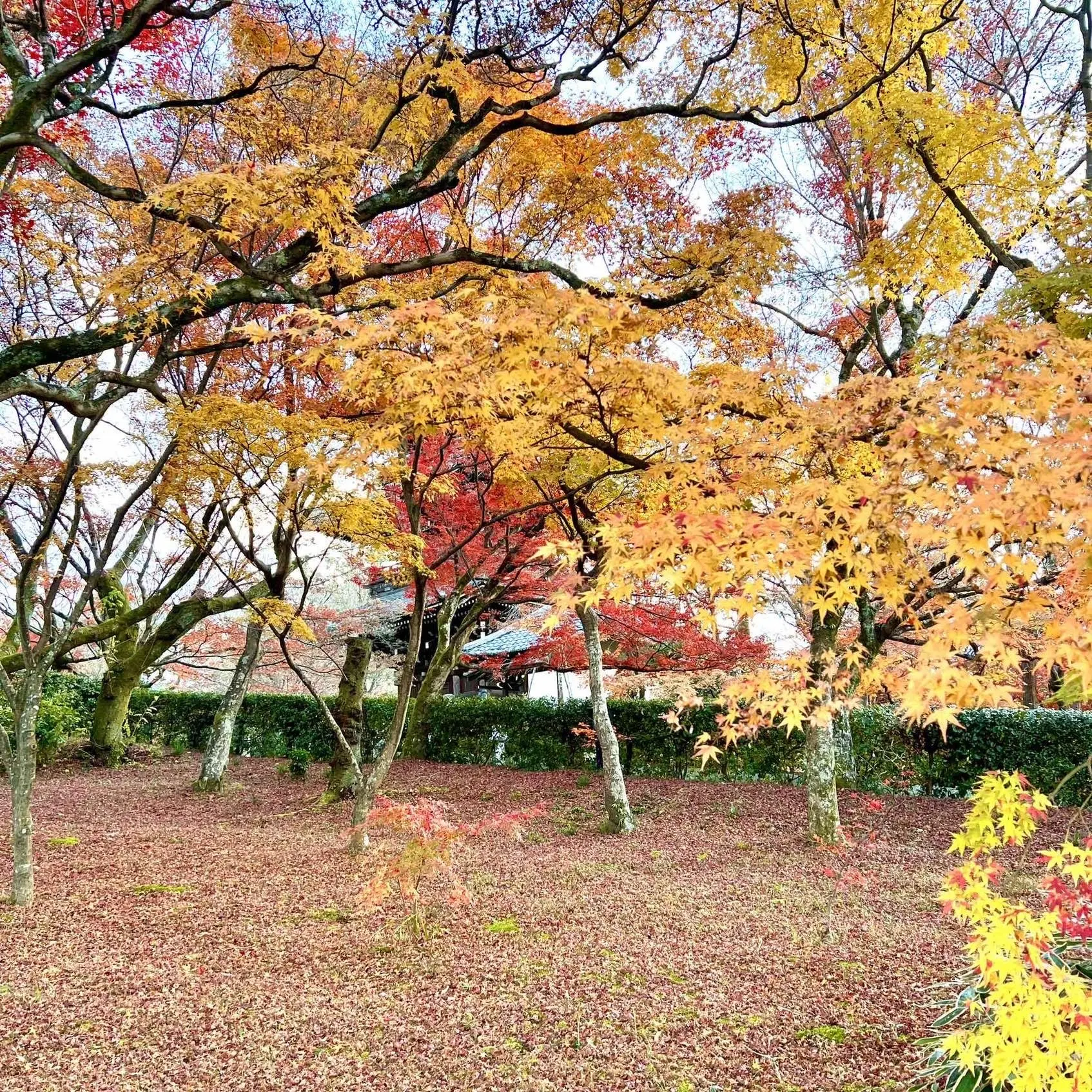 秋の景色を楽しむ♡京都の紅葉_1_25