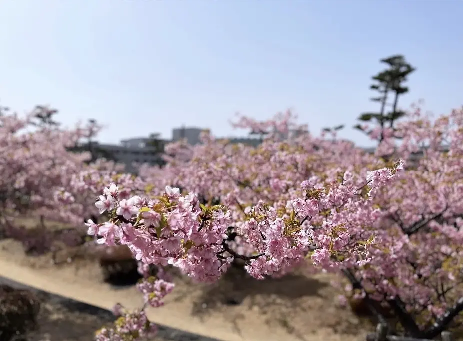 桜とオーシャンビュー初島へ♩春アウター着て。_1_3