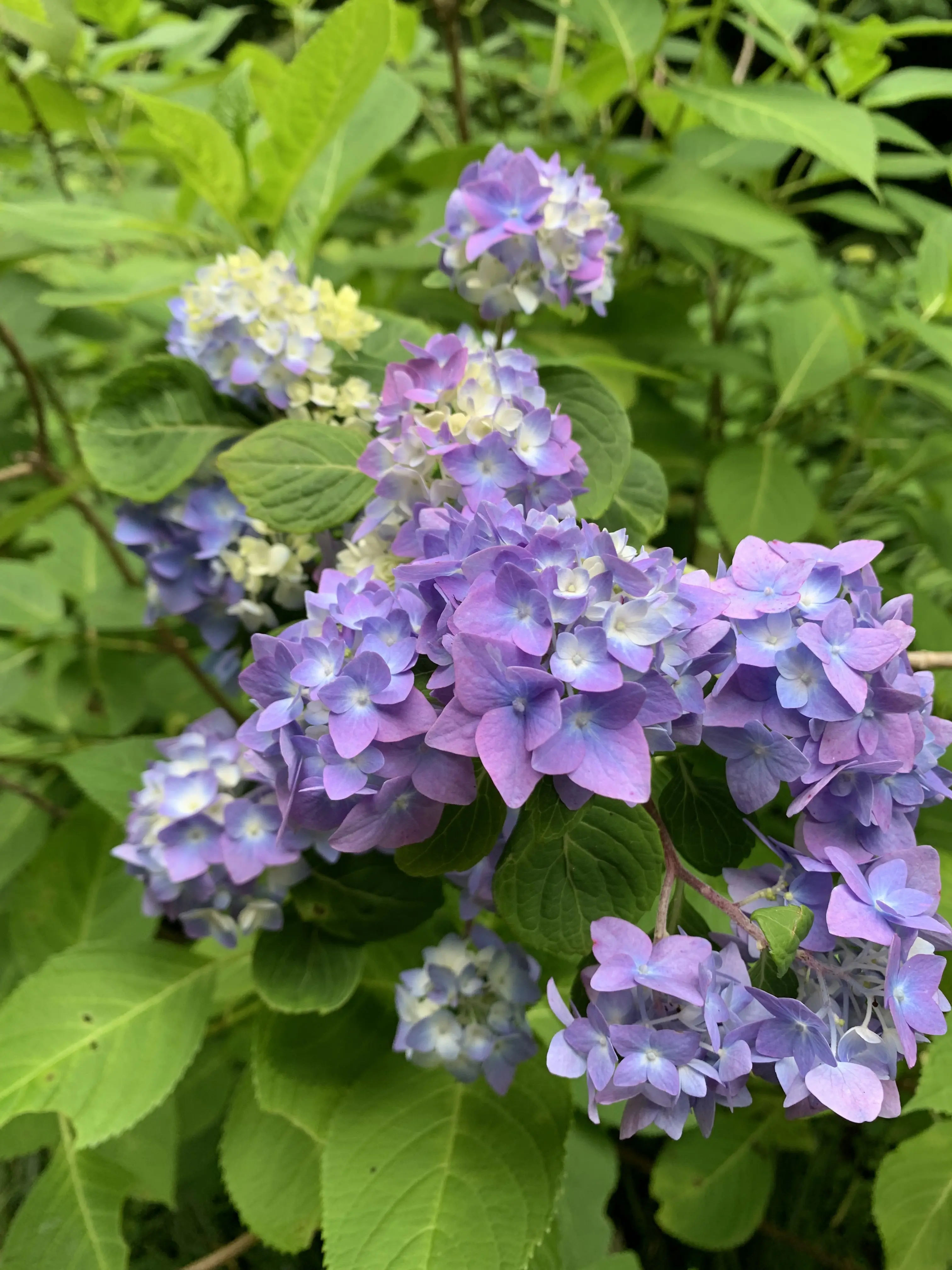 明月院の紫陽花