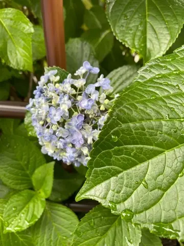 紫陽花鑑賞　今年は..._1_3-2