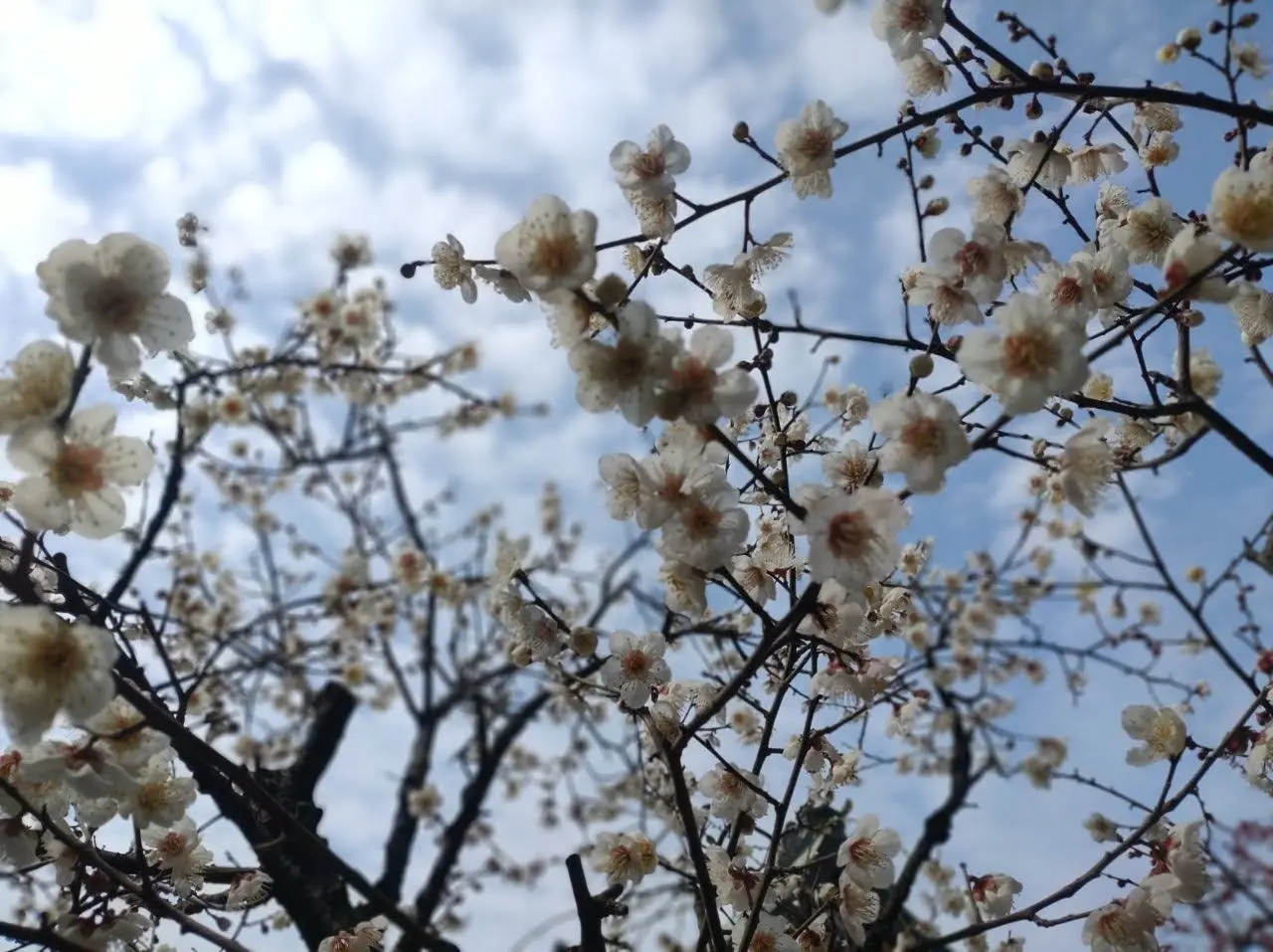 春の香りに誘われて大阪天満宮へ_1_4