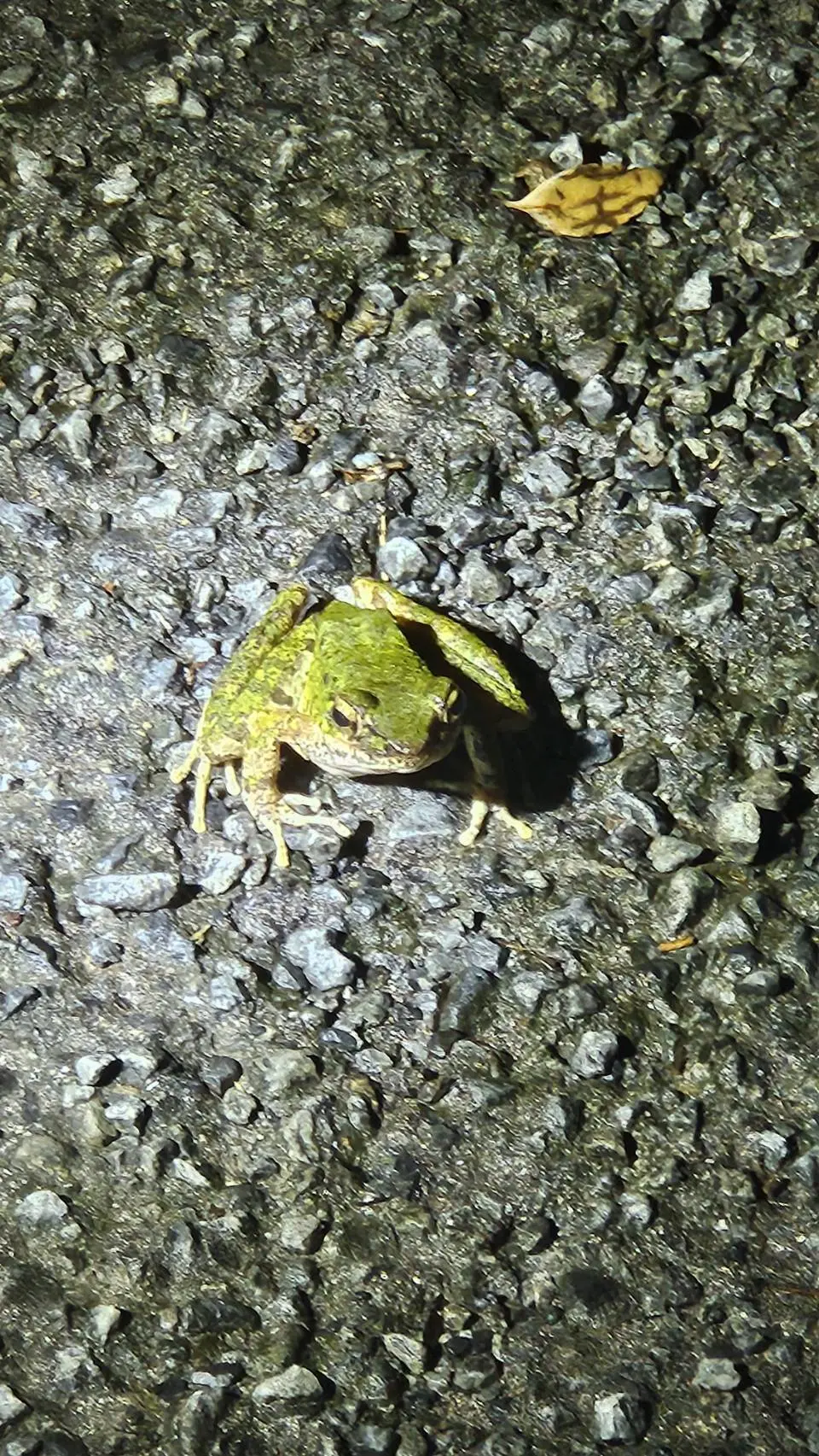 カエル