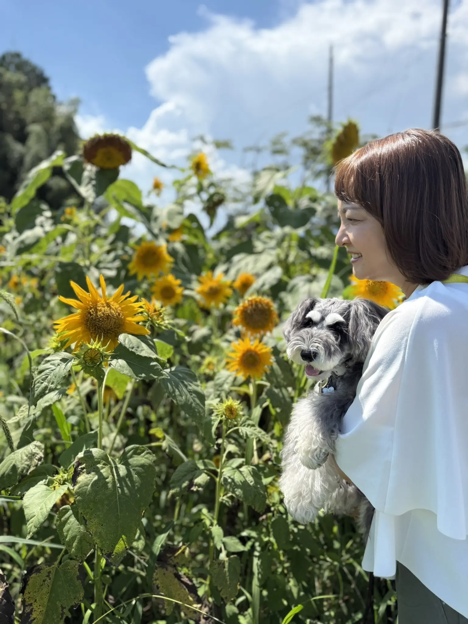 エクラ華組　梅澤千佳子　那須高原　ひまわり