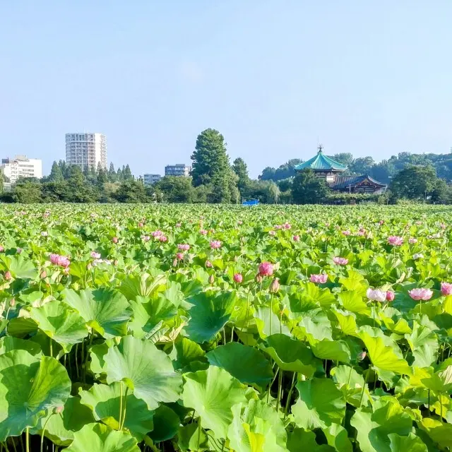 蓮の花　上野恩賜公園　上野弁財天　不忍池　朝活　散策