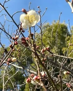 家康ゆかりの地、岡崎。_1_2-2