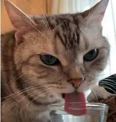 水を飲む猫のアラン