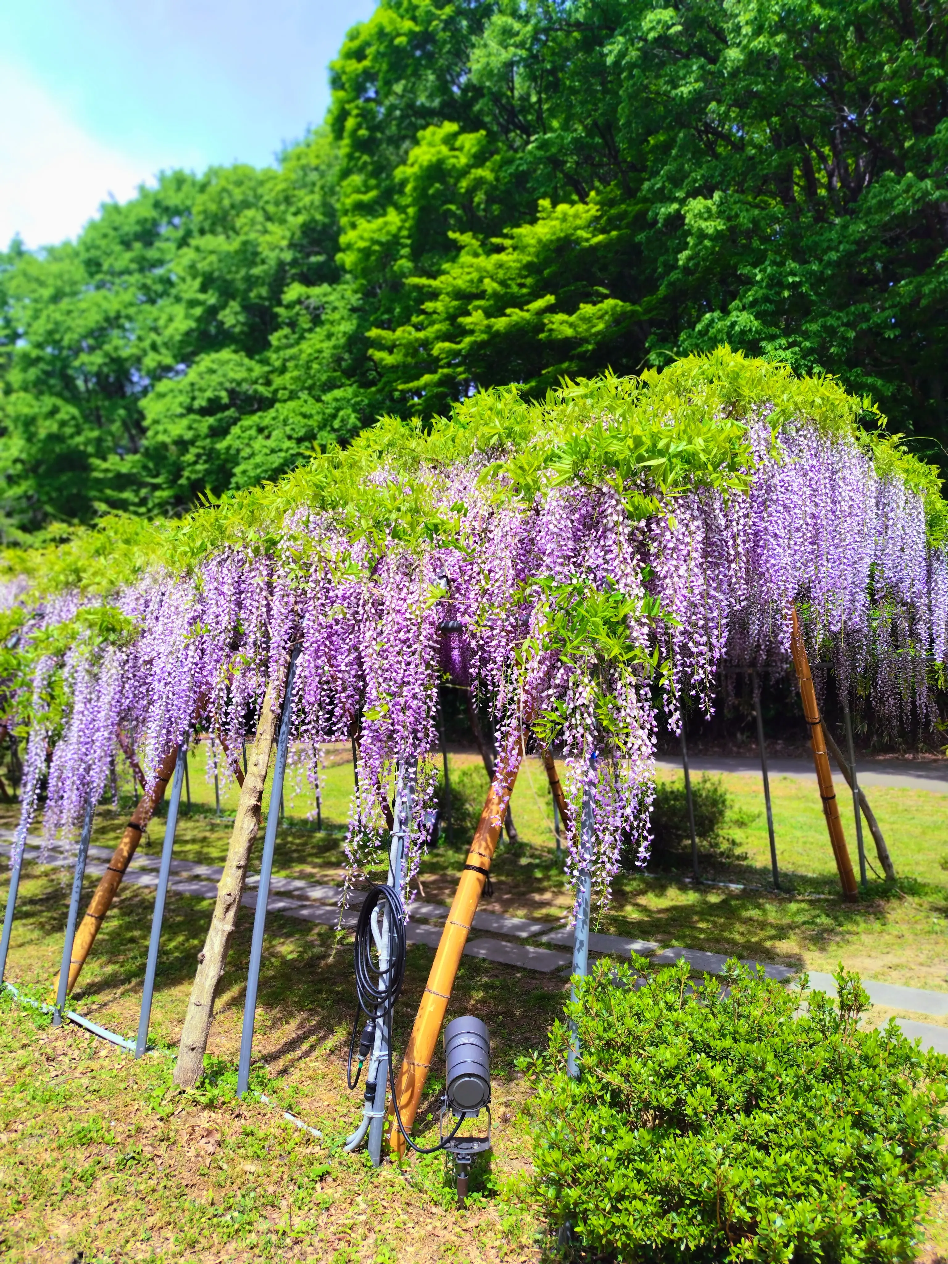 えさし藤原の郷　藤のトンネル