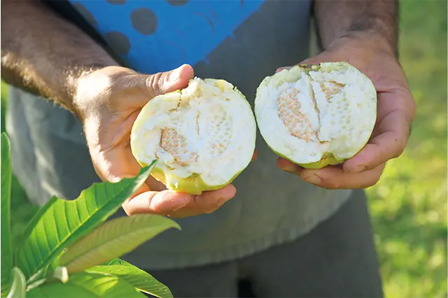 サクッとした食感のホワイトグァバ。 ファームには、さまざまな南国の果物 が植えられ、近隣の町ハヴィやワイメ アのファーマーズマーケットにも出し ているとか