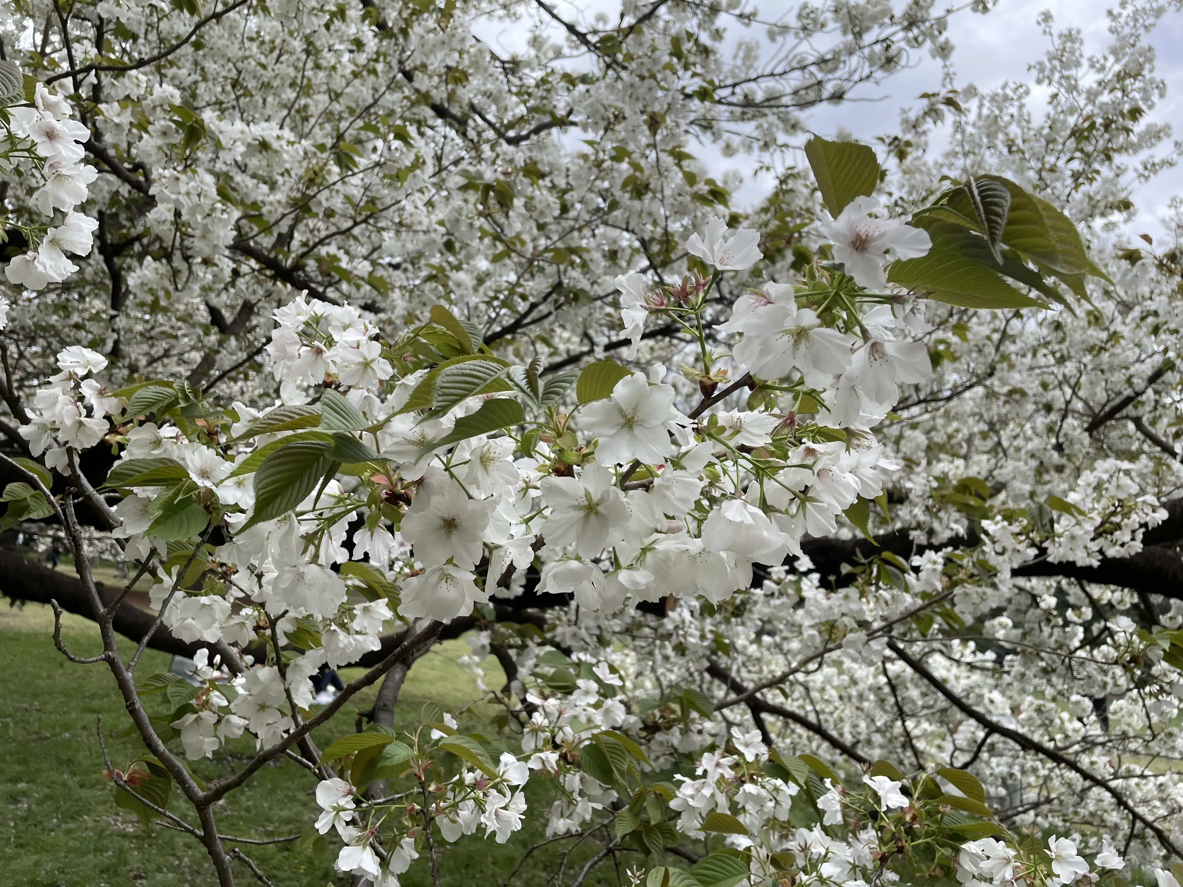 桜満開の大波｢砧公園｣♡｢五感に触れる｣素敵カフェにて_1_4-2