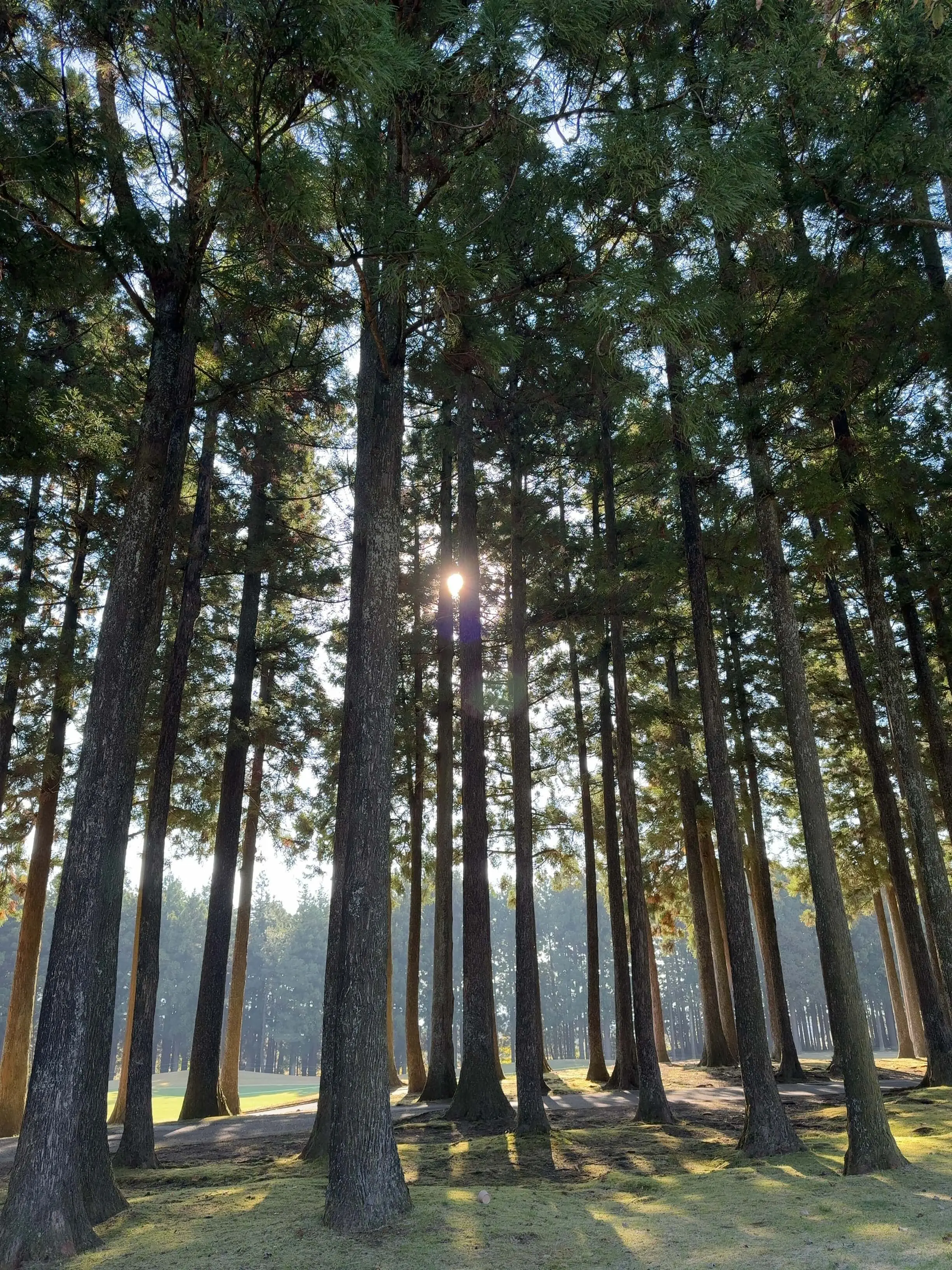 三井住友VISA太平洋マスターズ　風景　自然