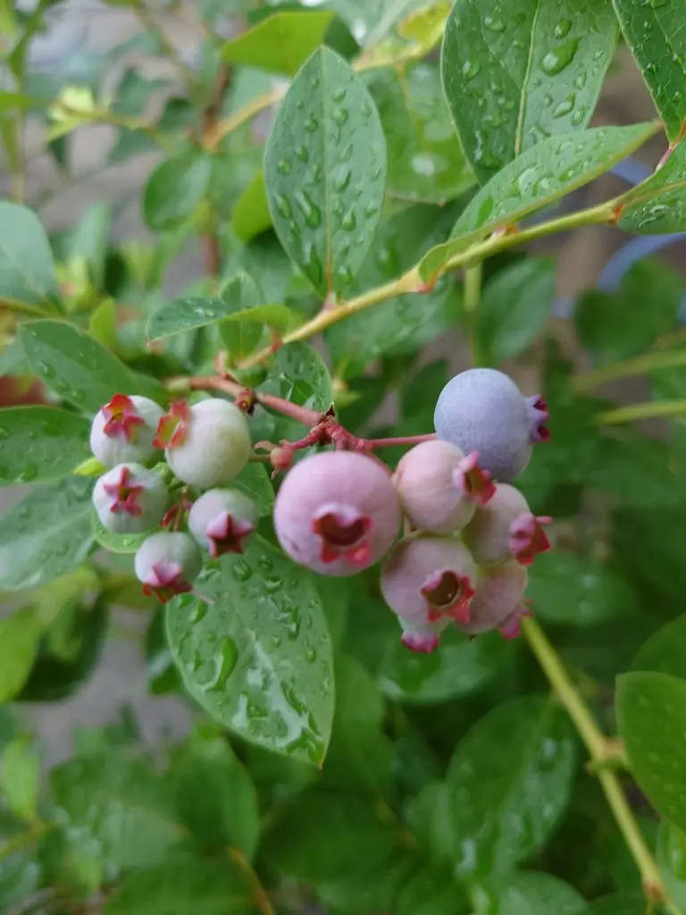 庭植えブルーベリー②