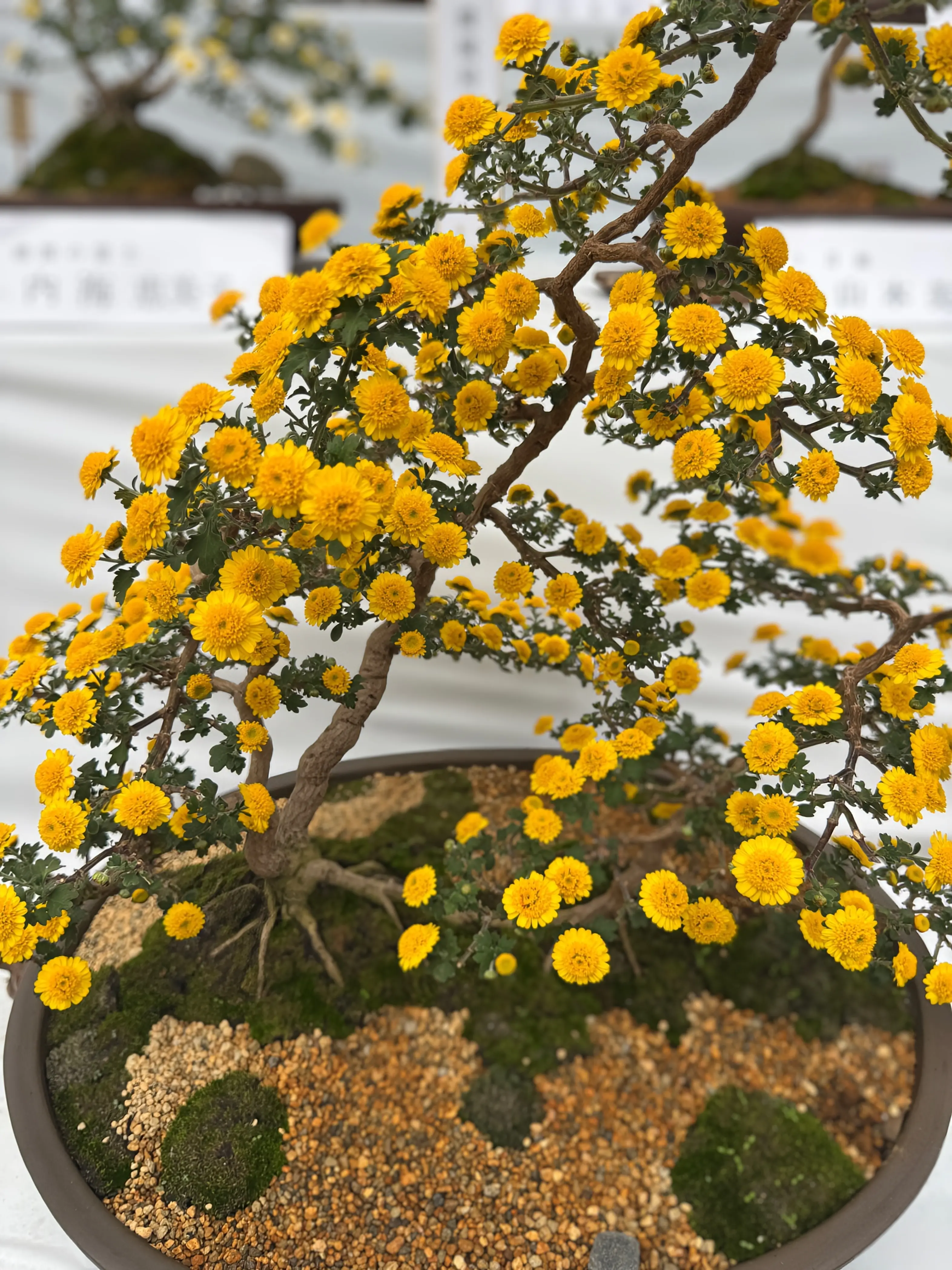 着付け教室の帰りに寄り道！着物映えフォトスポット「横浜・三溪園」_1_5-2