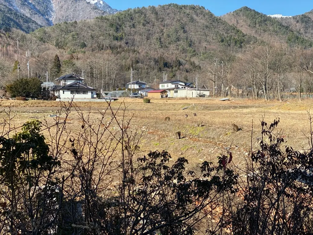 極上の田舎体験♪信州の温泉宿「星野リゾート界アルプス」で大人のひとり旅_1_12