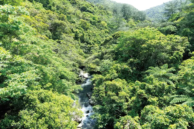 やんばるの森は、イタジイなどが繁る亜熱帯照葉樹林　