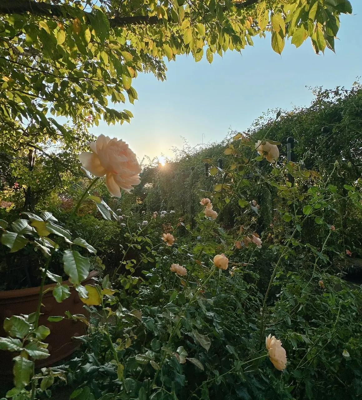 横浜イングリッシュガーデンの薔薇