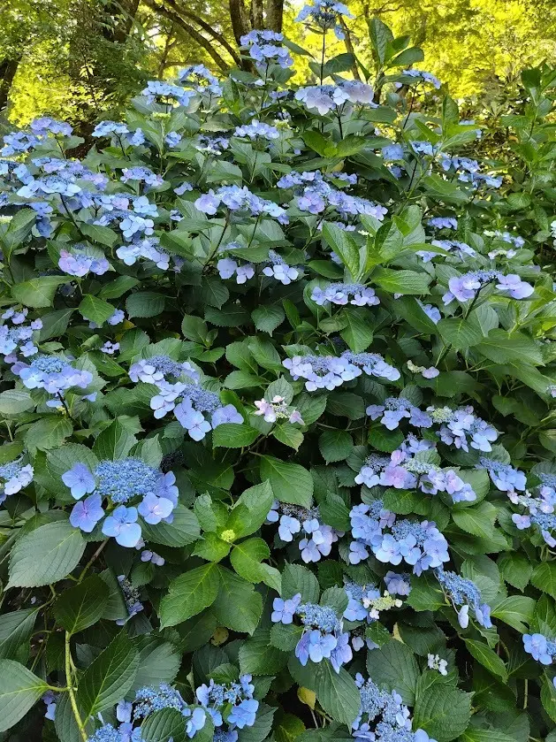 西国八番霊場　総本山 長谷寺　紫陽花