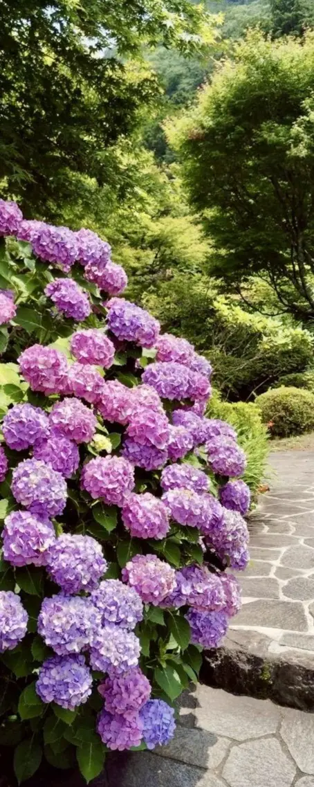 紫陽花、あじさい、アジサイの季節