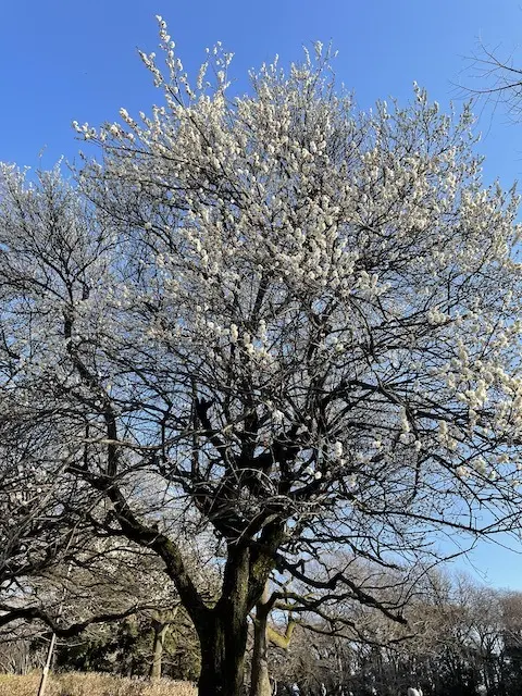 砧公園の梅の大木