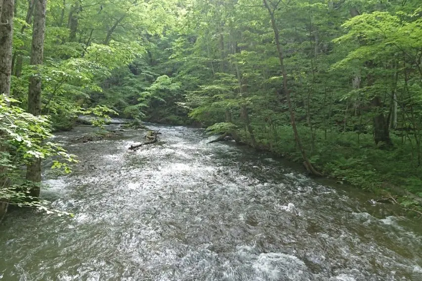 春〜初夏の奥入瀬渓流