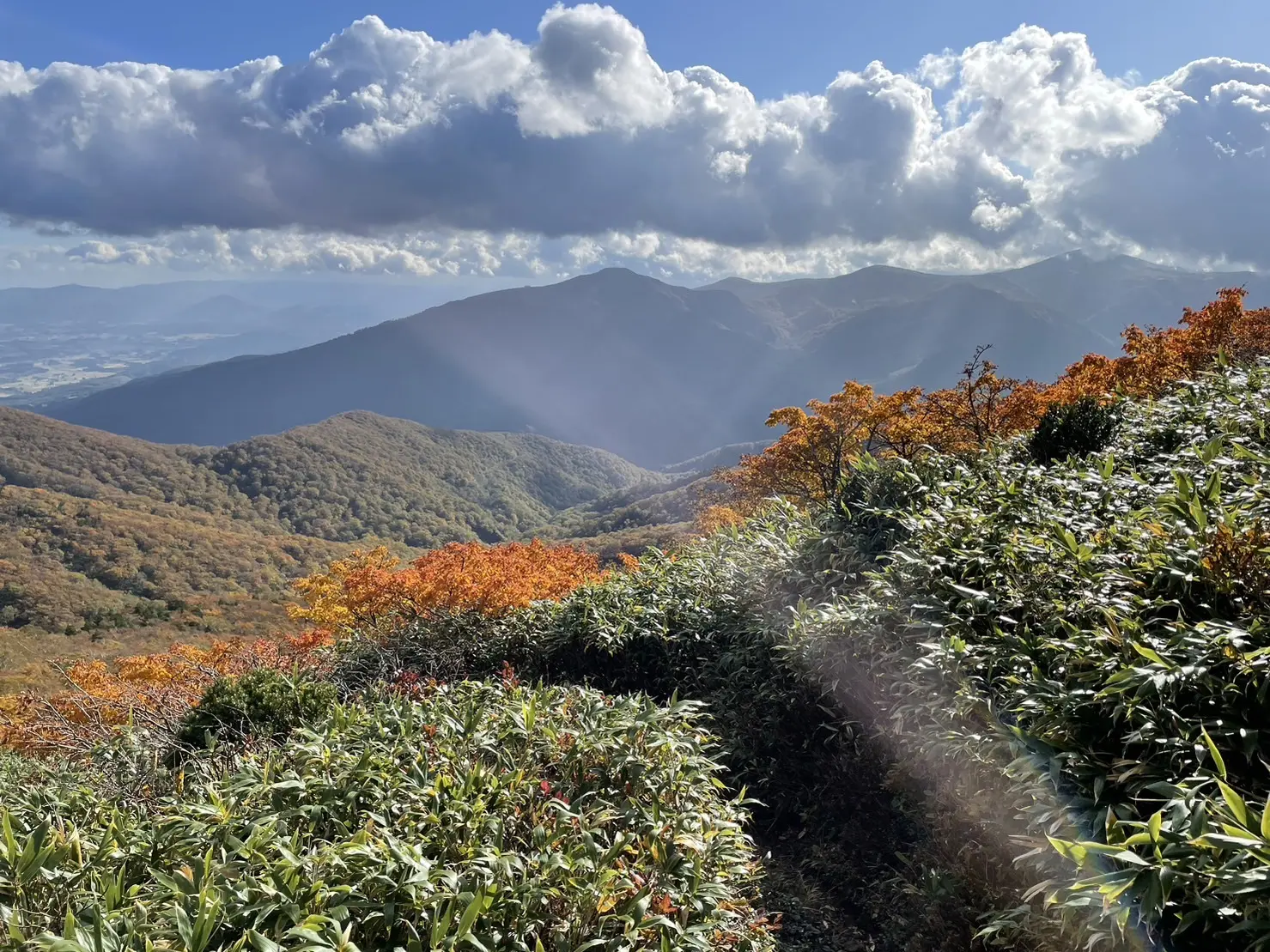 紅葉の絨毯