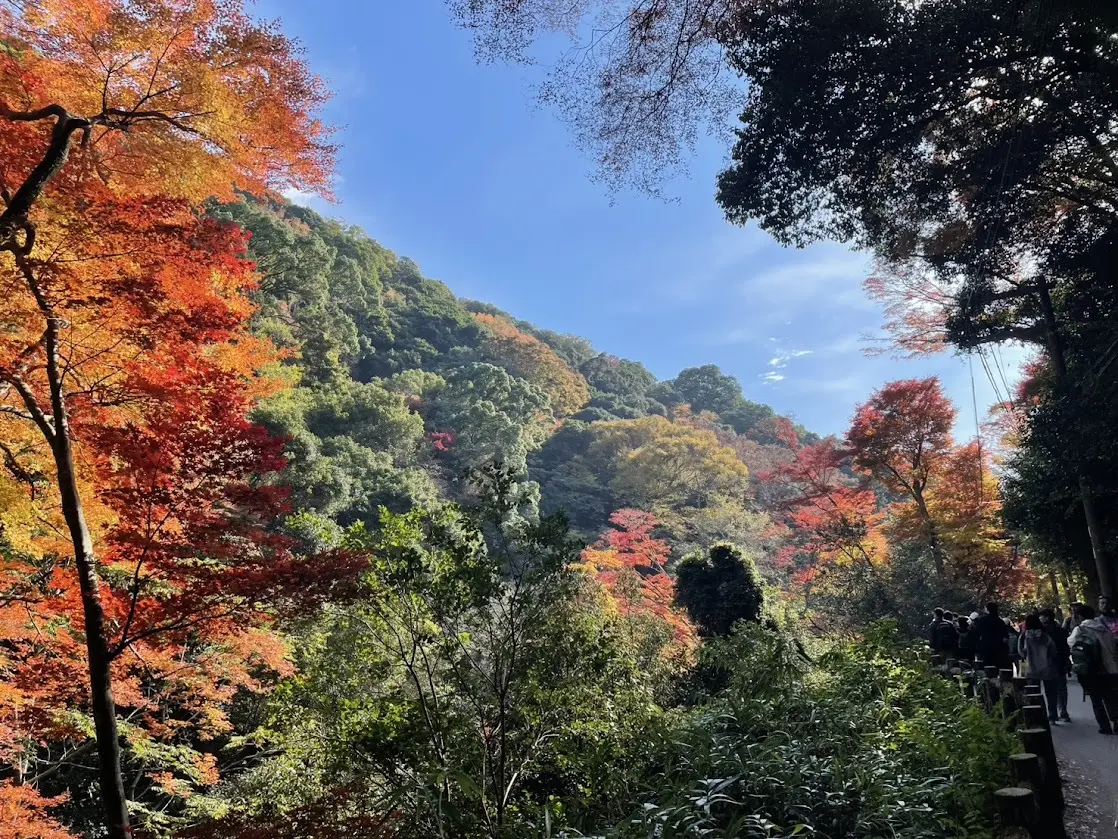 箕面の紅葉
