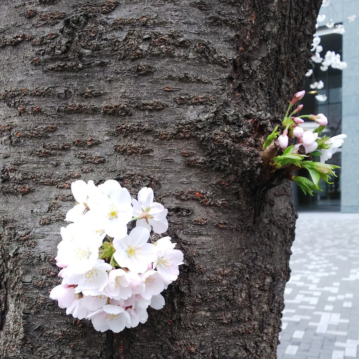 『胴吹き桜』_1_3