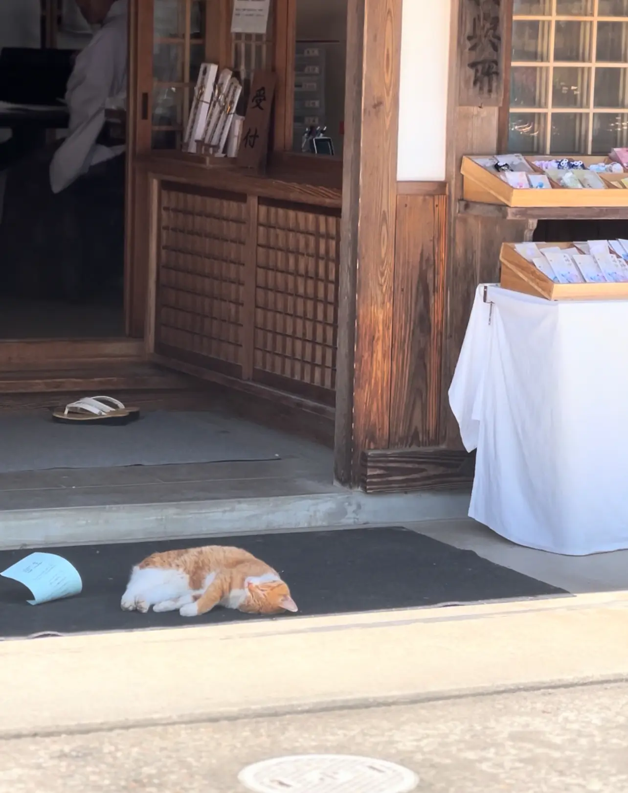 【さかぽんの冒険】カエルのオーケストラと田んぼの中の温泉💚_1_9