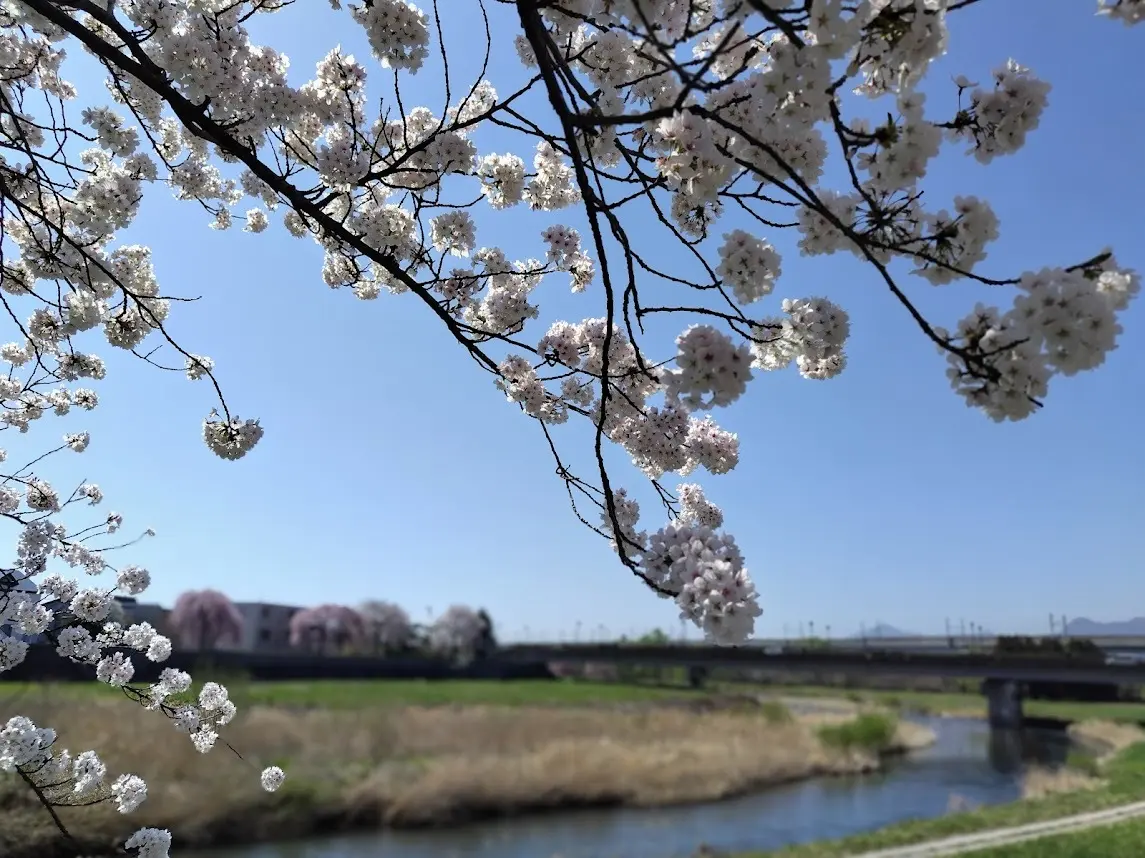 東北に桜の季節がやってきました🌸_1_4