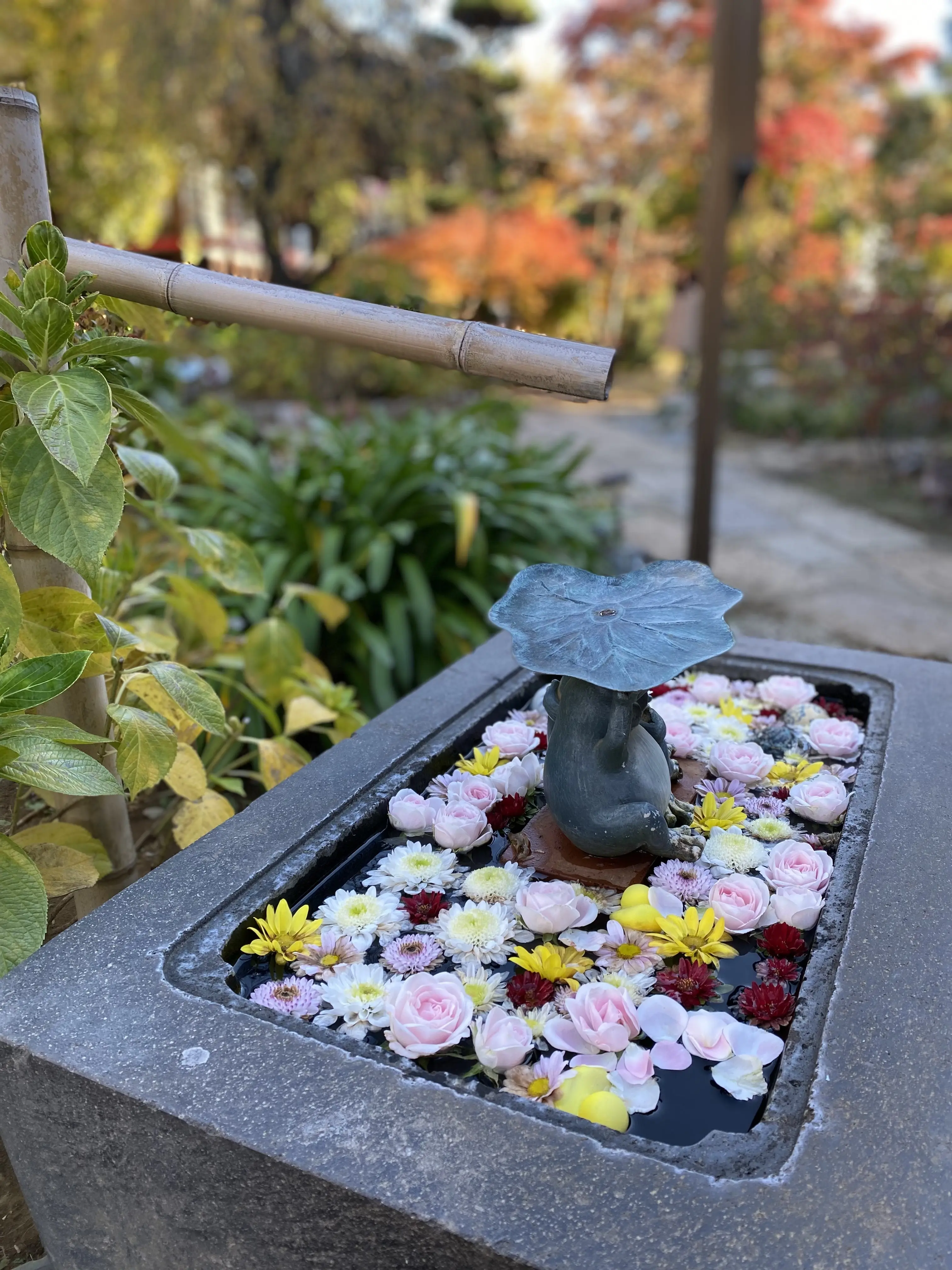 早稲田・法輪寺の竹の吐水とピンクの花が浮かぶ花手水。フォトジェニックな花手水、寺院の境内、秋のお散歩スポット