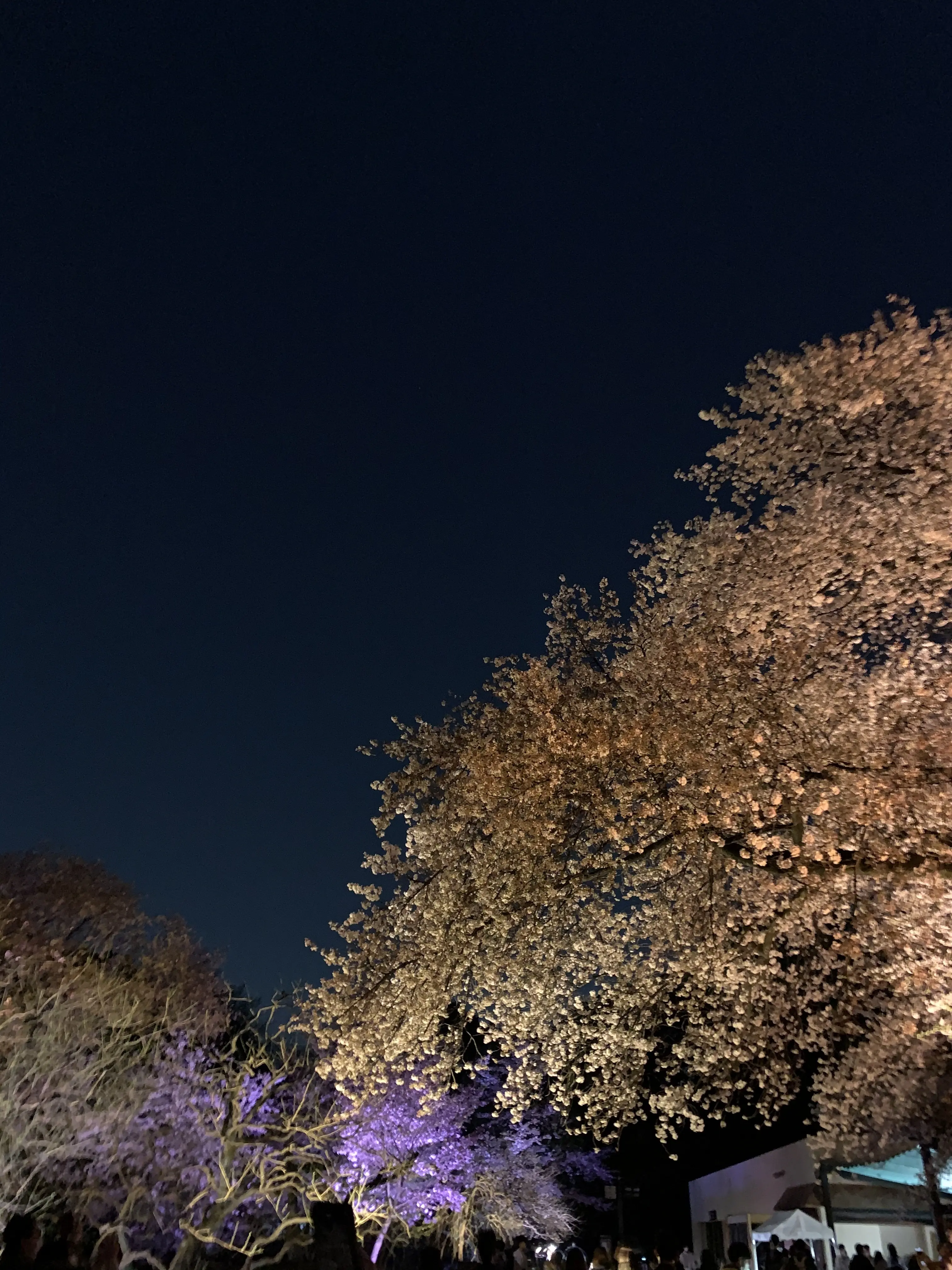 期間限定 ライトアップ夜桜　～幻想の世界～　新宿御苑×NAKID_1_3-2
