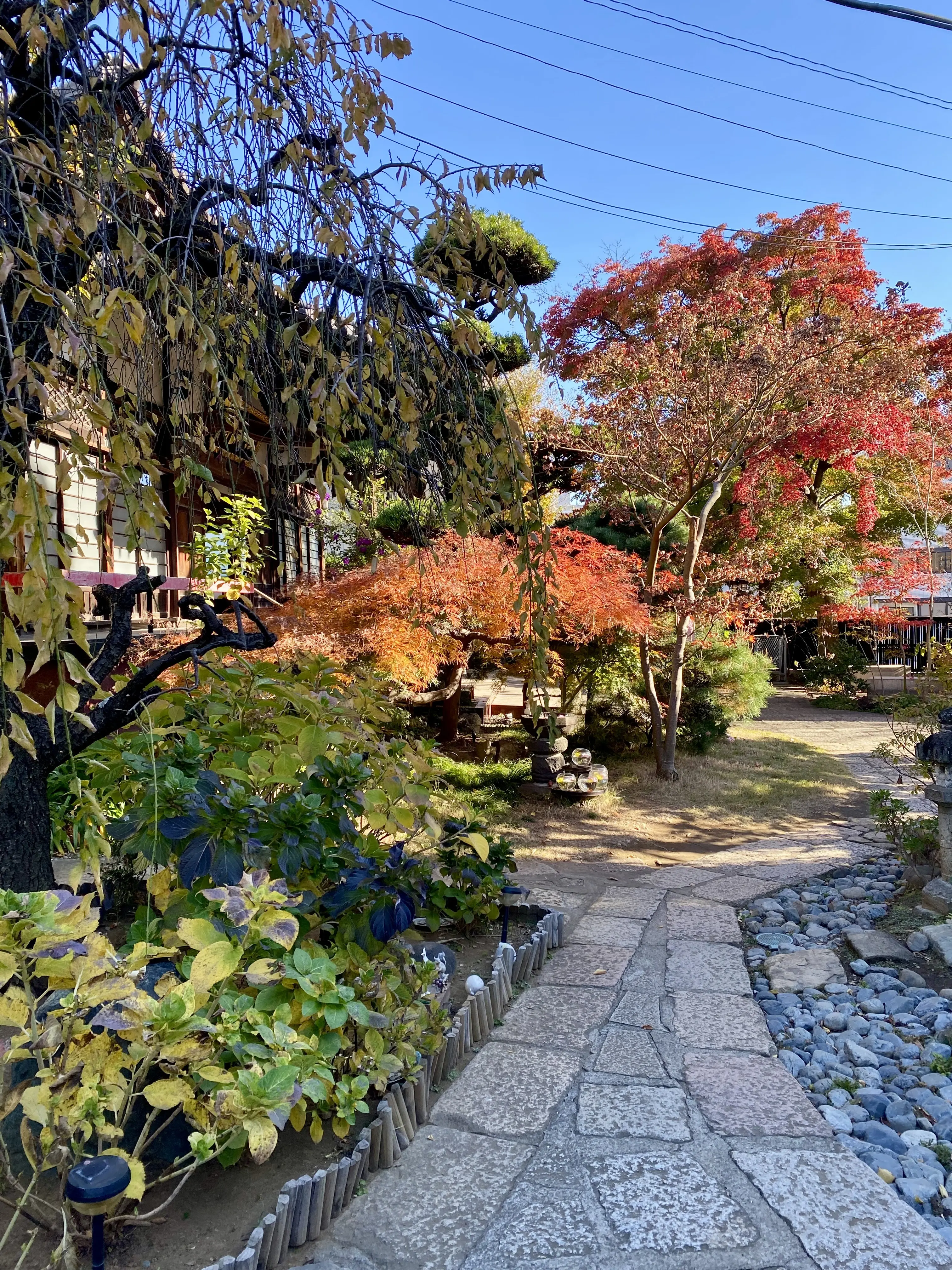 早稲田・法輪寺の庭園、紅葉に彩られた石畳の小径。秋の散策、花手水の名所、早稲田の紅葉スポット