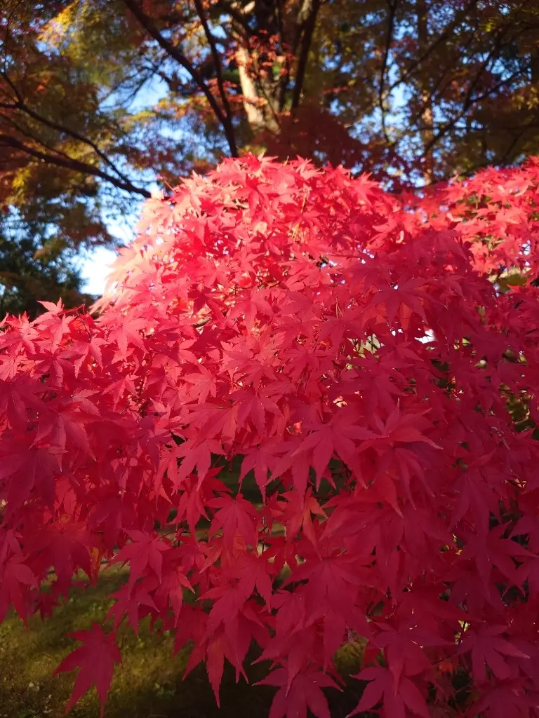 岩手から秋田 ①🍁平泉、紅葉の毛越寺_1_11