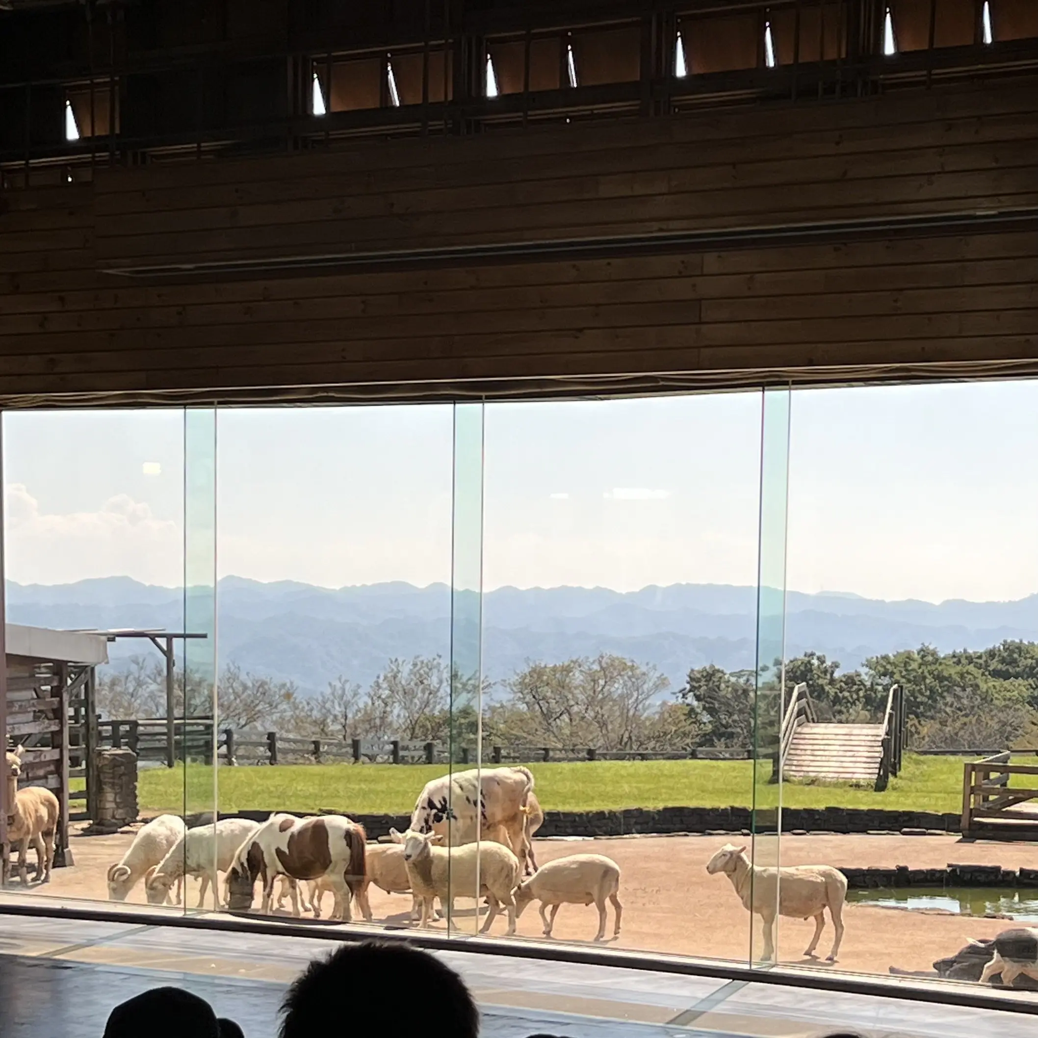 千葉県の「マザー牧場」内　動物ショーの様子