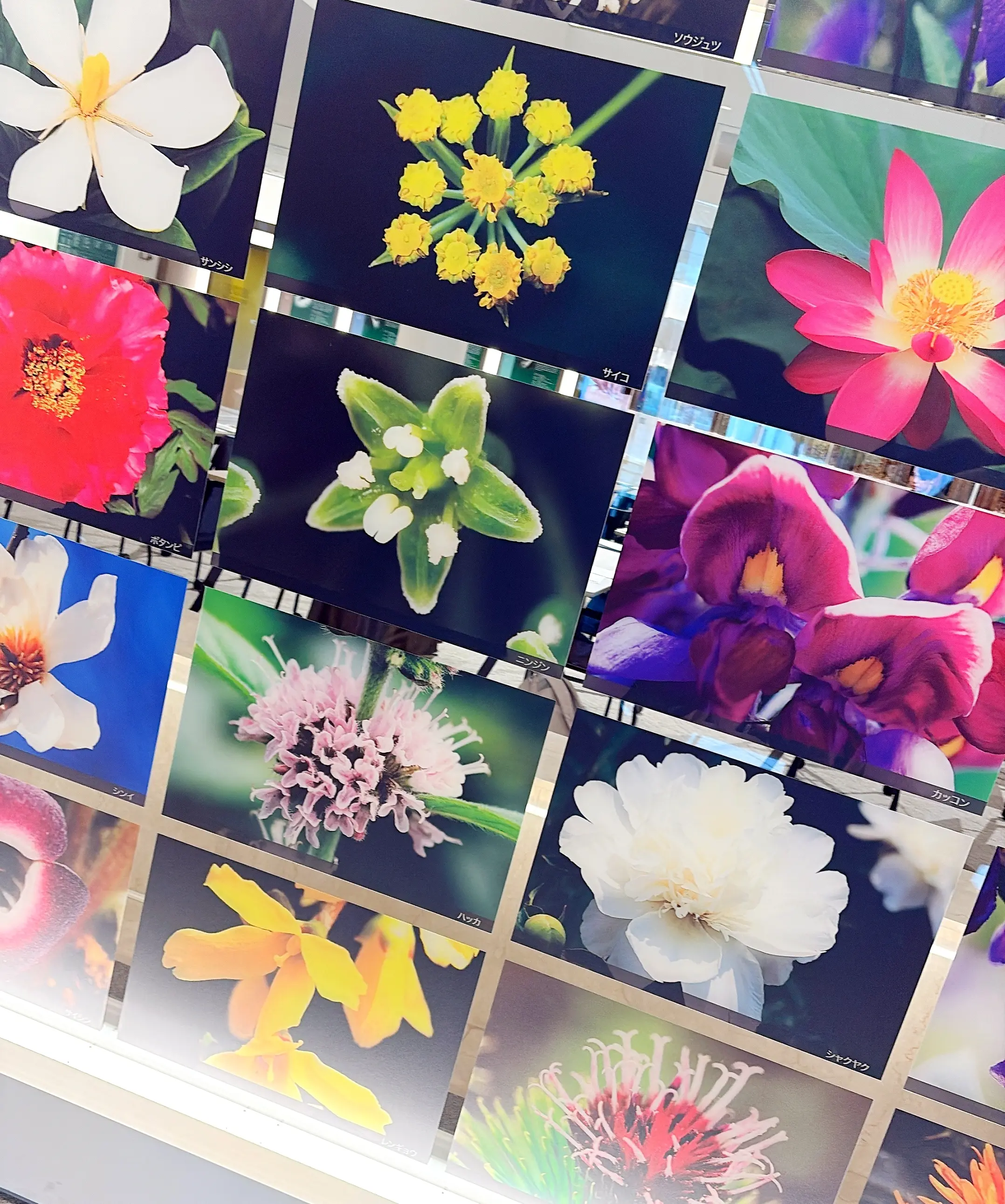 更年期もフレイルも先回り対策が肝心！ その答えを探しに「ツムラ漢方記念館」に行ってみた_1_9