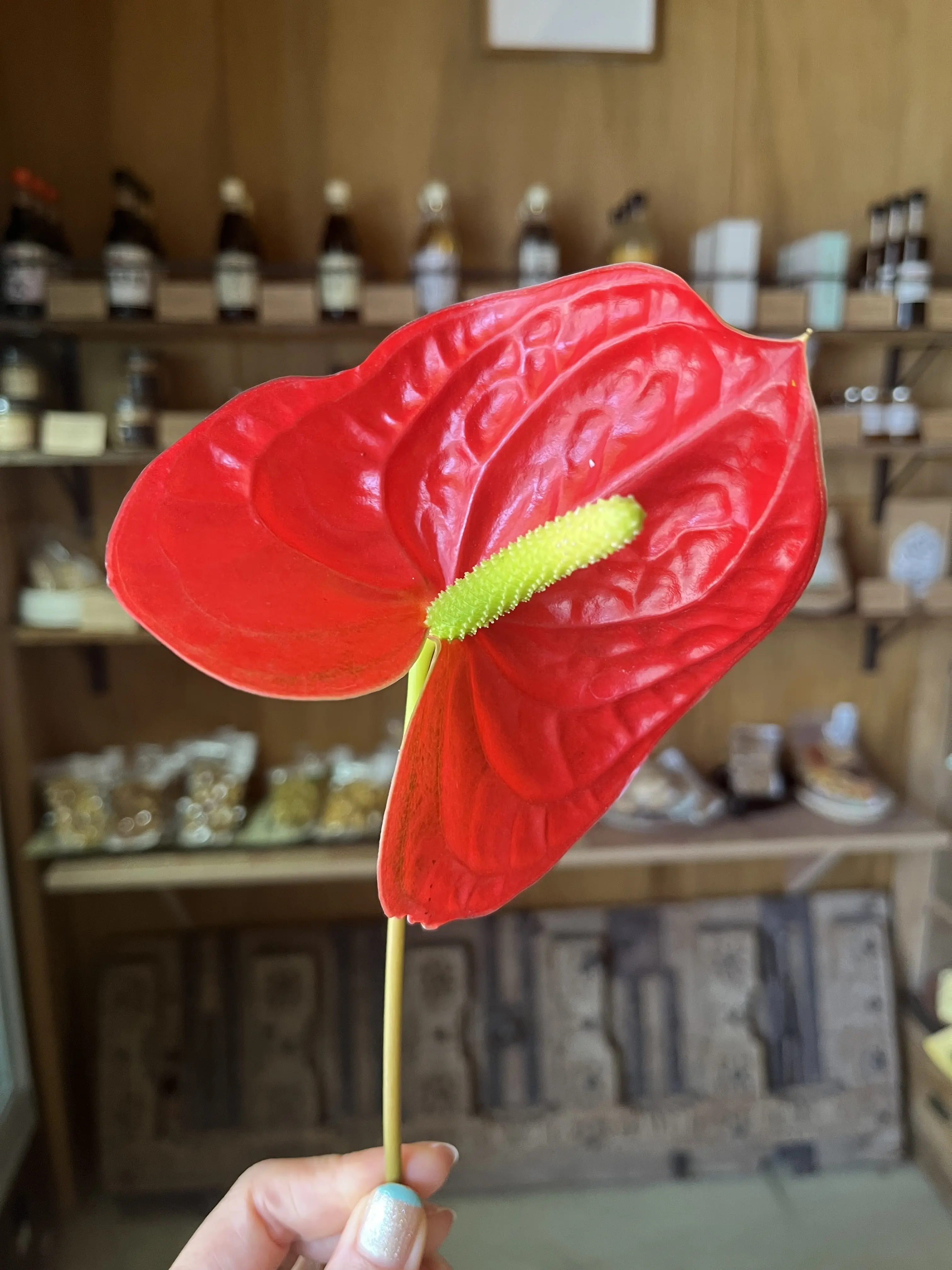 初夏のお花で『花屋で写真館♪』_1_8