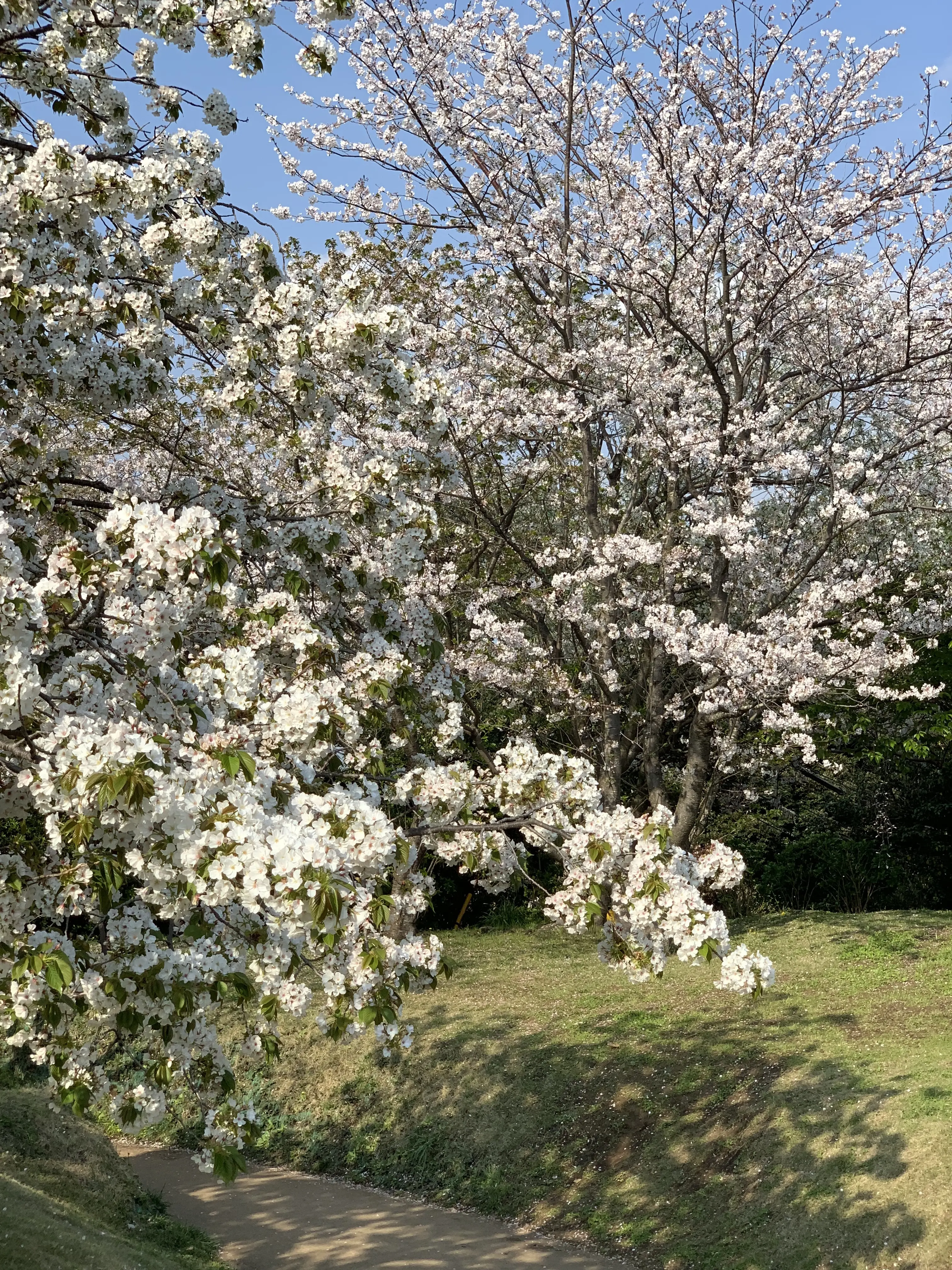 江ノ島　桜