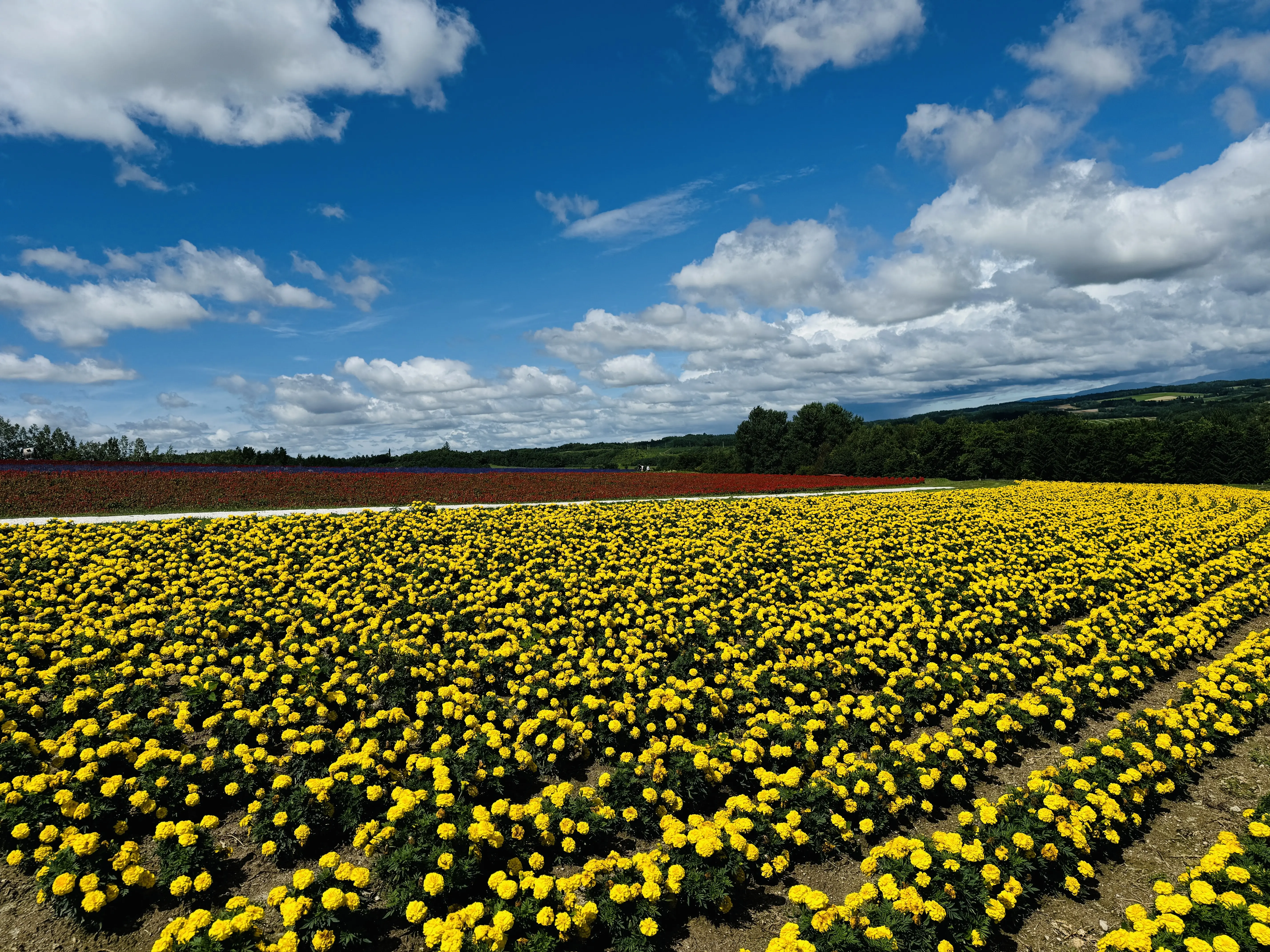 中富良野の花畑