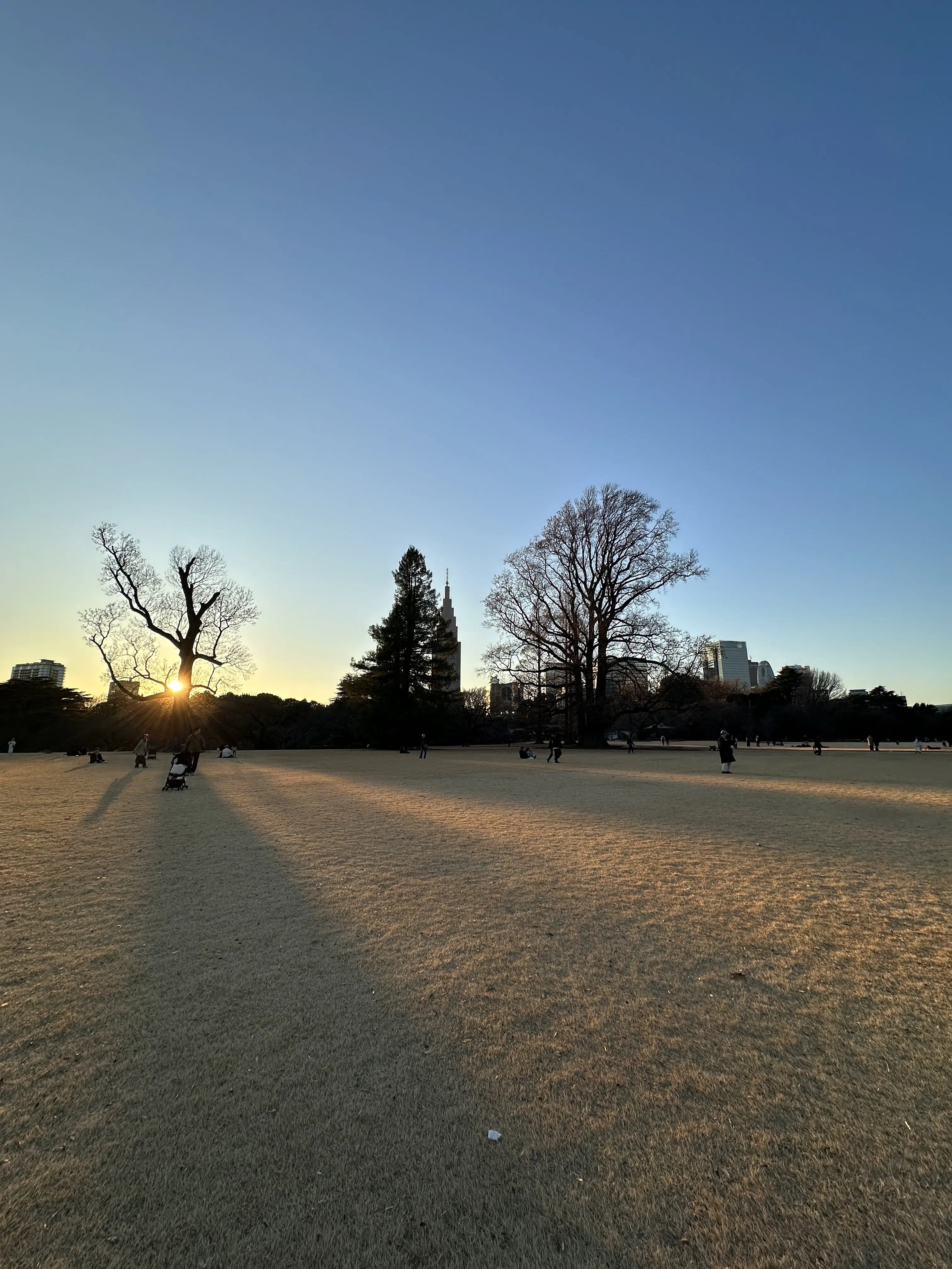 新宿御苑　新宿　自然　散策　草木　花　都内　冬