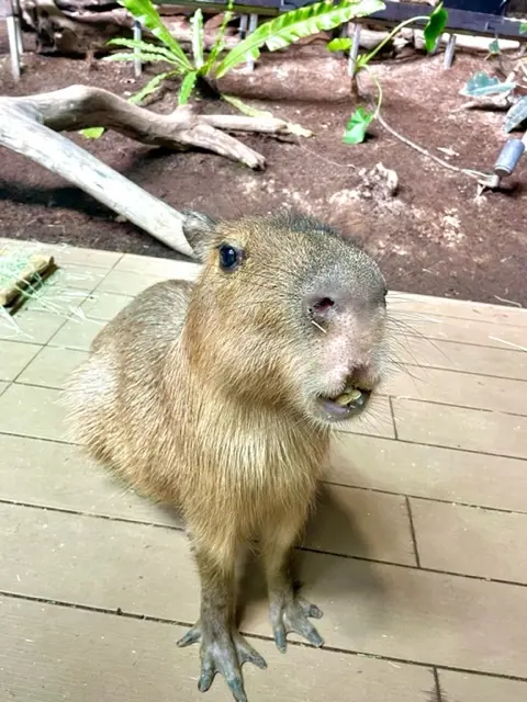 カピバラにえさやり体験♡カワスイへ_1_6