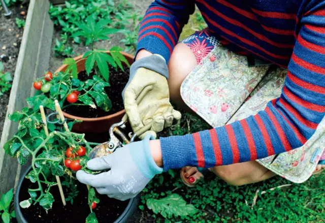 ❺中庭の菜園コーナーではミニトマトやミント、セージなどのハーブ類を収穫。