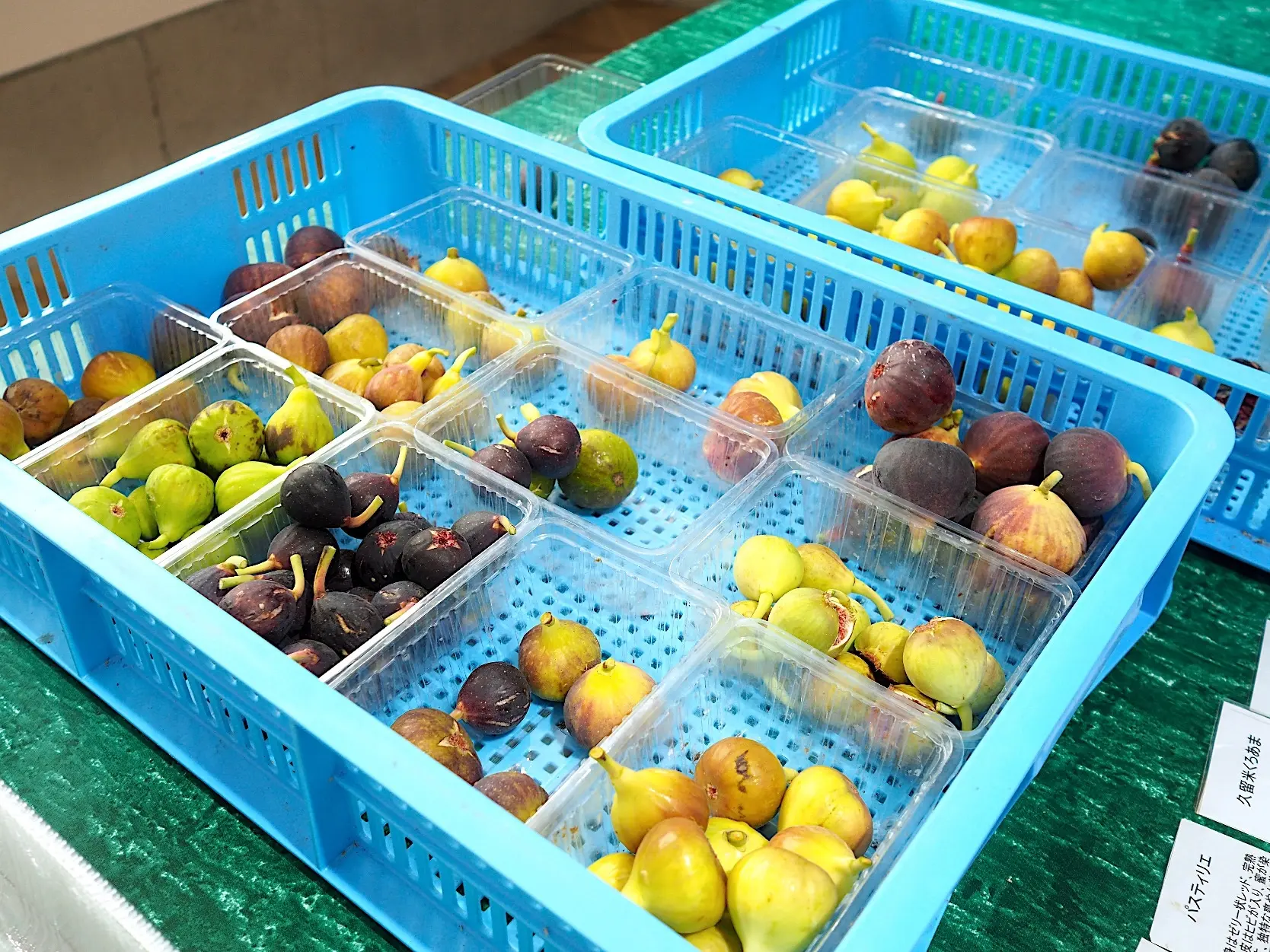 50種類以上ものイチジクを栽培する特別な果樹園カフェ