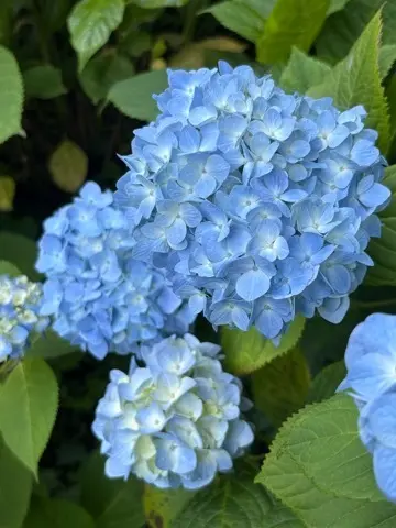 鎌倉紫陽花と続・続・最後から二番目の恋ロケ地巡り_1_4