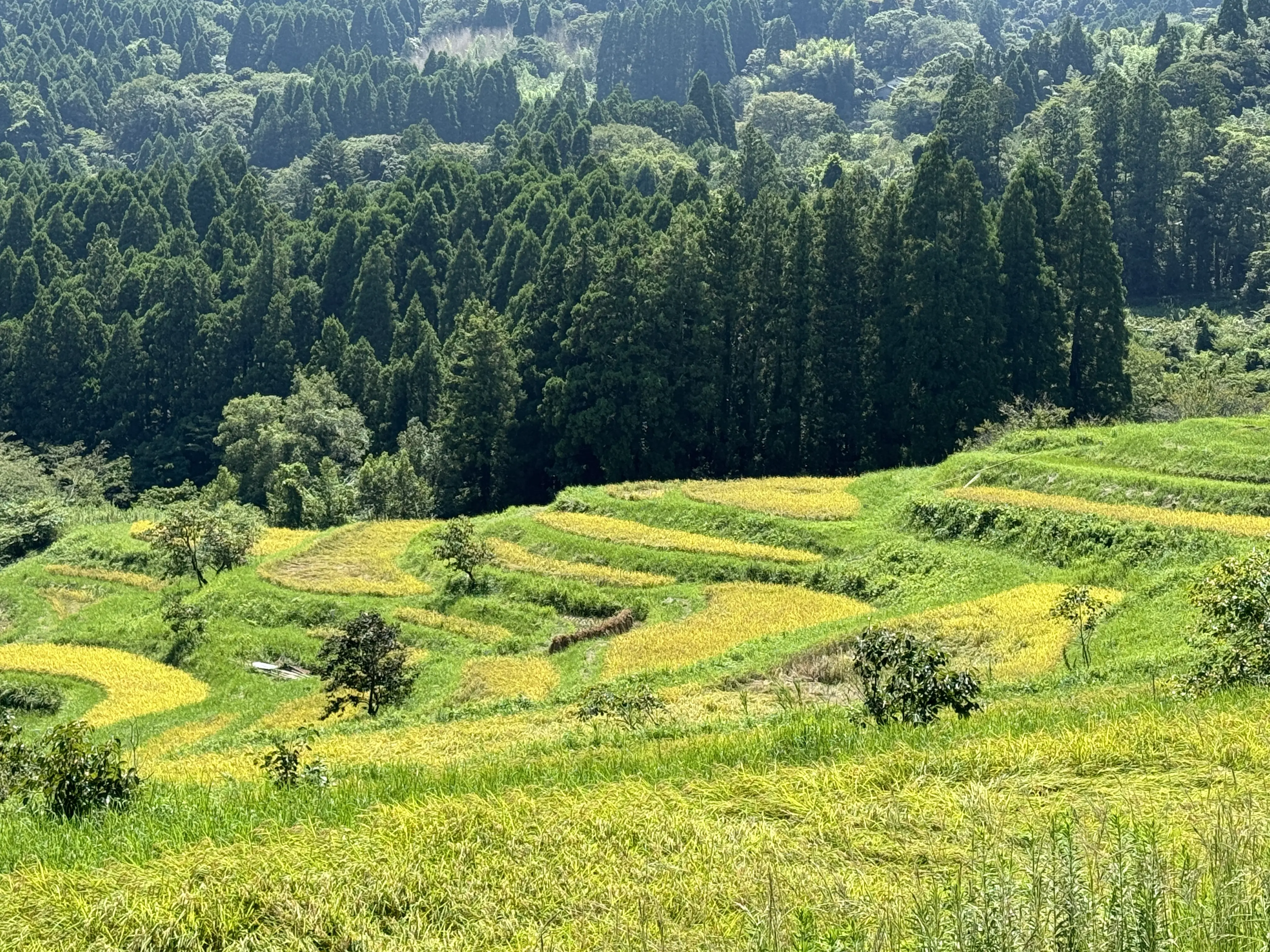 鴨川大山千枚田